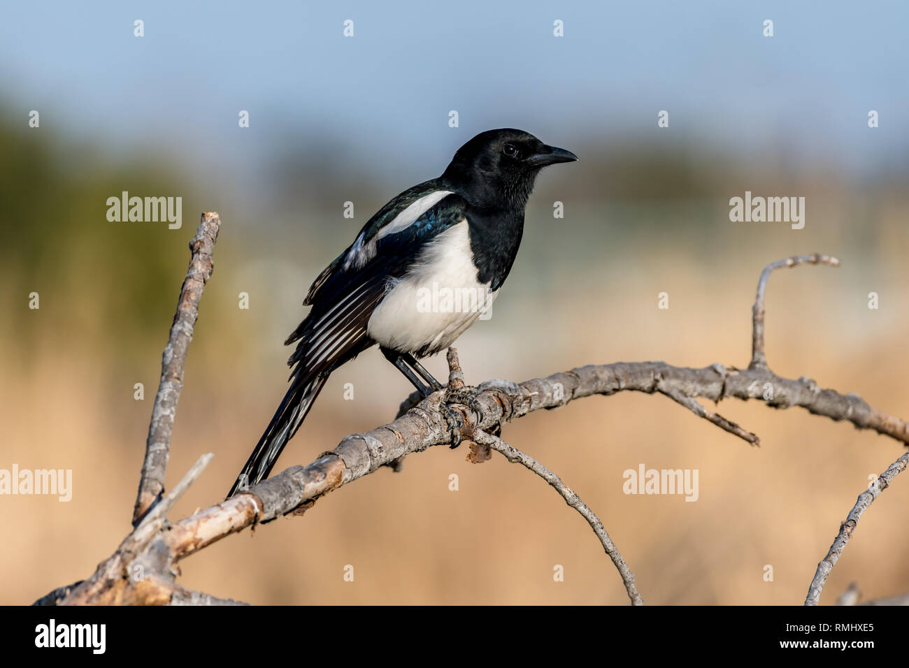 Eurasian Magpie [Pica Pica] Stockfoto