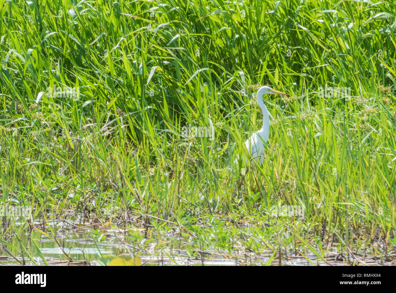 Silberreiher im hohen Feuchtgebiet Gräser in der corroboree Billabong im Northern Territory, Australien eingebettet Stockfoto