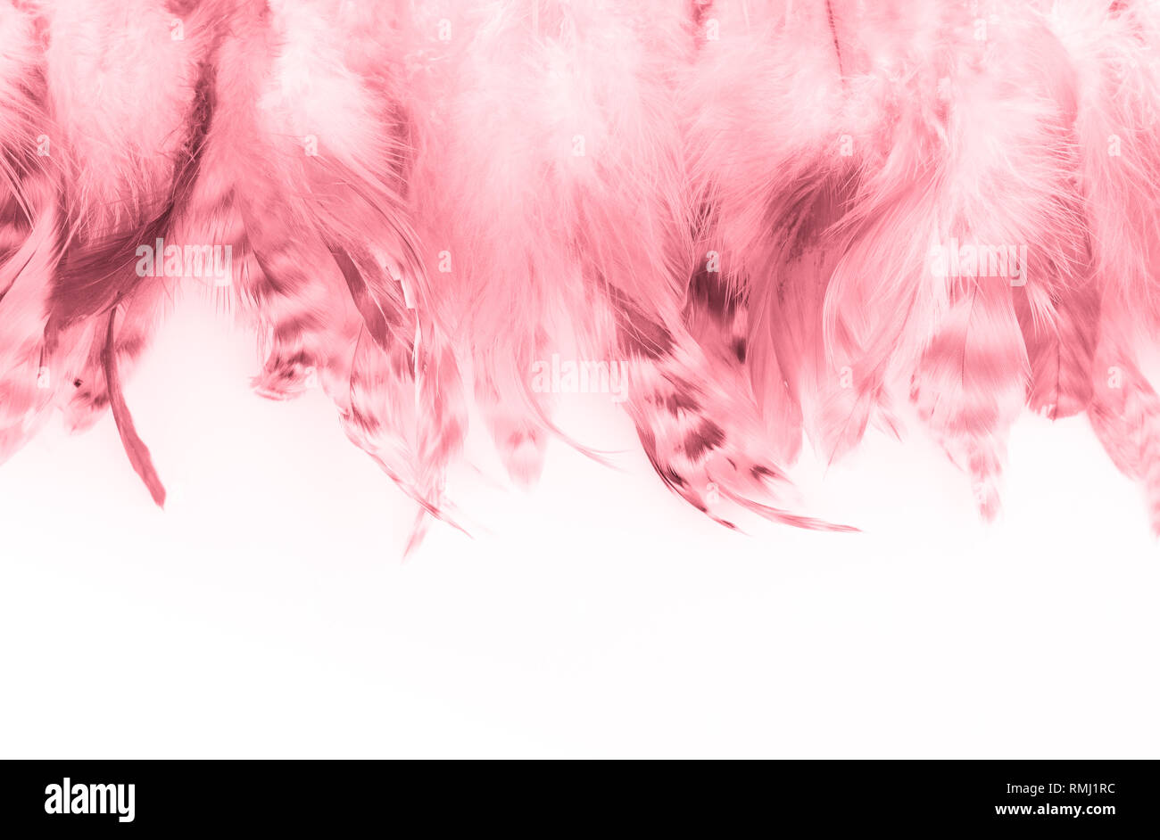 Trendy pink Coral Feder Textur Hintergrund Stockfoto