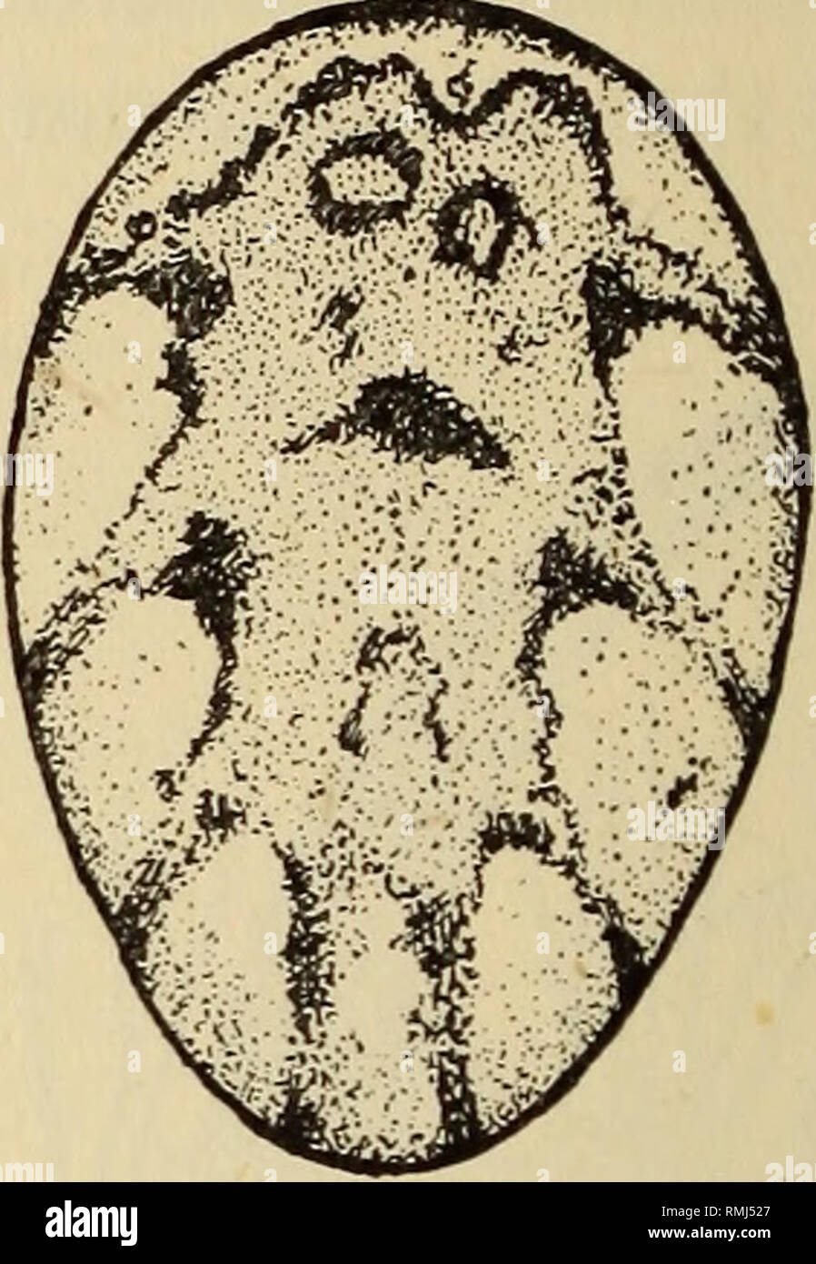 . Annalen der South African Museum = Annale van sterben Suid-Afrikaanse Museum. Natural History. &Lt;x b Abb. 4.-L. indiat bin ctus. a, epigyne $. b, Abdomen $. vom gleichen Typ wie der Bauch, die Seten auf der tarsi und metatarsus mehr und die Büchse. Femora, patellae, und tibiae mit zwei Kahl dorsalen längs Streifen auf beiden Seiten von einem mittleren Band von Seten. Epigyne: tig. 4 (a). Abmessungen. - vorderleib, 5 mm.; Bauch, 12 mm.; leg ich, 21 mm.; Bein IV, 19 mm. Männlich. Abb. 5. Von Nest mit Erwachsenen weiblich, Klapmuts, C.P., 07.11.1937. S.A.M. 9185.. Bitte beachten Sie, dass diese Bilder aus Scan extrahiert werden Stockfoto