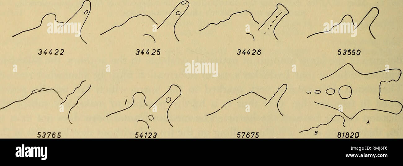 . Annalen der South African Museum = Annale van sterben Suid-Afrikaanse Museum. Natural History. 8371 b 27137. 53765 57675 81820 Abb. 16a. Skizzen von Teilen der Schädel von erwachsenen männlichen Giraffen {Giraffa Camelopardalis) zeigt große Unterschiede in der Entwicklung der Hörner. Ansichten sind entweder Norma lateralis oder Verticalis.. Bitte beachten Sie, dass diese Bilder sind von der gescannten Seite Bilder, die digital für die Lesbarkeit verbessert haben mögen - Färbung und Aussehen dieser Abbildungen können nicht perfekt dem Original ähneln. extrahiert. South African Museum. Kapstadt: Das Museum Stockfoto