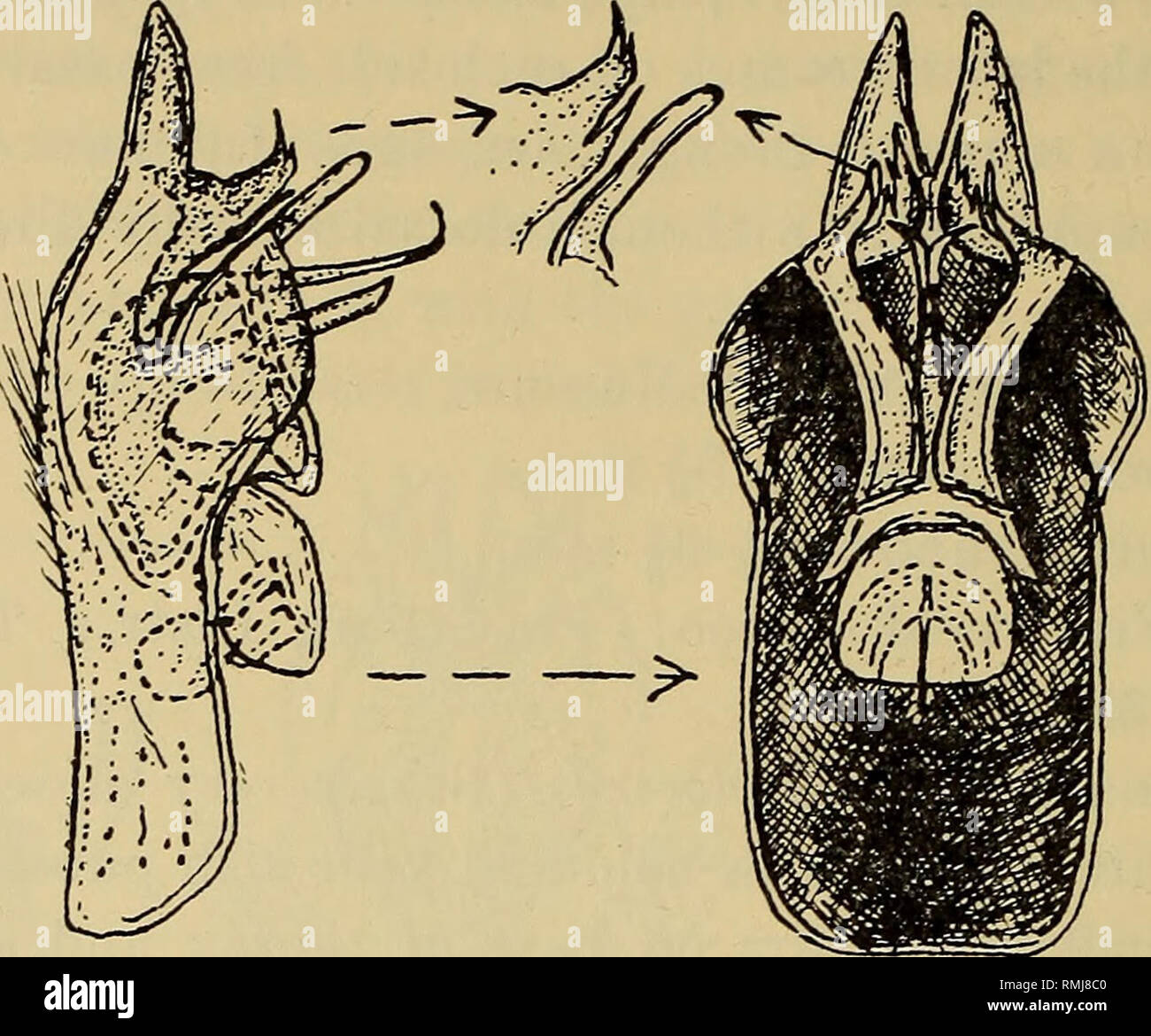 . Annalen der South African Museum = Annale van sterben Suid-Afrikaanse Museum. Natural History. 942 Annalen der South African Museum. der basalen Teil auf aedeagal Komplex, ist apically in einem Band produziert - wie Prozess; zentrale Guide - wie Teil, trat auf Grundlagen der Rami. Text-Bild. 288.- und ventrale (dorsal) Blick auf hypopygium der (J Amictogeron basutoensis n. sp., produziert auf jeder Seite oben apically und in ein langes, Mandrin, Prozess der apices aedeagus, die nach aussen gerichtet sind. Typen im South African Museum. Länge des Körpers: ca. 4-5 mm. Länge des Flügels: ca. 4 | -5 | mm. Le Stockfoto