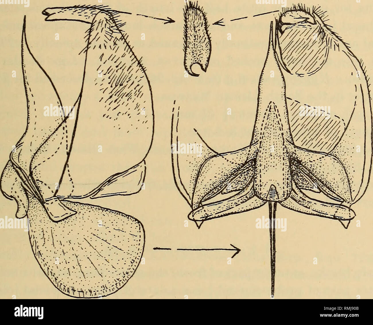 . Annalen der South African Museum = Annale van sterben Suid-Afrikaanse Museum. Natural History. Eine Revision der Bombyliidae (Diptera) des Südlichen Afrika. 815 Abdomen in dichten $ $ und glänzenden blass gelblich Brassy oder blasse sericeous gelblich, weißlich Erscheinen mehr silbrig oben in Richtung Apex, die auf Körper unten weißlich wie in &lt; $&lt; $, mit der Skalierung auf Beinen sericeous oder silbrig weißlich; Flügel relativ lange, sehr schwach, aber deutlich, getönt Grau-gelblich, einem schwachen bräunlichen Farbton wird spürbar in bestimmten Leuchten, irisierend, mit den Venen zu dunklem bräunlich bräunlich, die basale Gleichheit Stockfoto