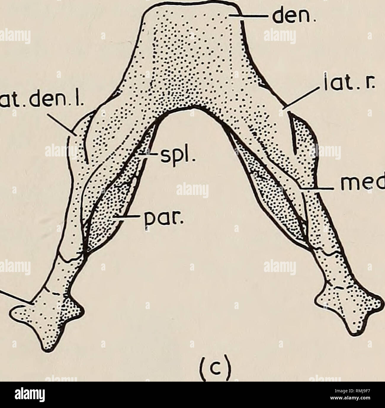 . Annalen der South African Museum = Annale van sterben Suid-Afrikaanse Museum. Natural History. tat.. lat. Den. l. med. r.kunst.Abb. 3. Cistecephaloides boonstrai gen. et sp. nov. (A) Schädel in der Seitenansicht, (b) des Unterkiefers in der Seitenansicht, Mann (c)-dible in der dorsalen Ansicht. Natürliche Größe. Basicranial Achse und den Gaumen - basioccipital basisphenoidal tubera sind herausragende Merkmale in der ventralen Teil der braincase, und ihre Struktur kann ziemlich exakt in die Weiterführende Links bestimmt werden. Die Rückseite der Knolle ist weit verbreitet. Bitte beachten Sie, dass diese Bilder aus gescannten Seite extrahiert werden Stockfoto