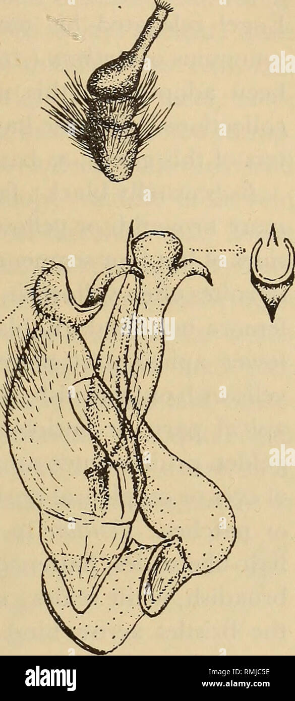 . Annalen der South African Museum = Annale van sterben Suid-Afrikaanse Museum. Natural History. REVISION DES BOMBYLIIDAE (DIPTERA) DES SÜDLICHEN AFRIKA 359 mehr weißlich; Skalen auf inflexed Seiten deutlich mehr weiß und auch umfassendere; Skalierung am Venter und Beine Schnee-weißlich, gelblich tibiae Mehr in bestimmten Lichter erscheinen. Flügel gläserne Glasigkeit, irisierend, die extreme Base und Zelle subopaquely weißlich; Adern gelblich bräunlich, aber falsche Vene in rippenbögen Zelle gelblich; Mitte der Vene an über basale dritten oder vierten von Scheibenförmigen Zelle; weißlich squamae und weiß gesäumten; haltere Stockfoto
