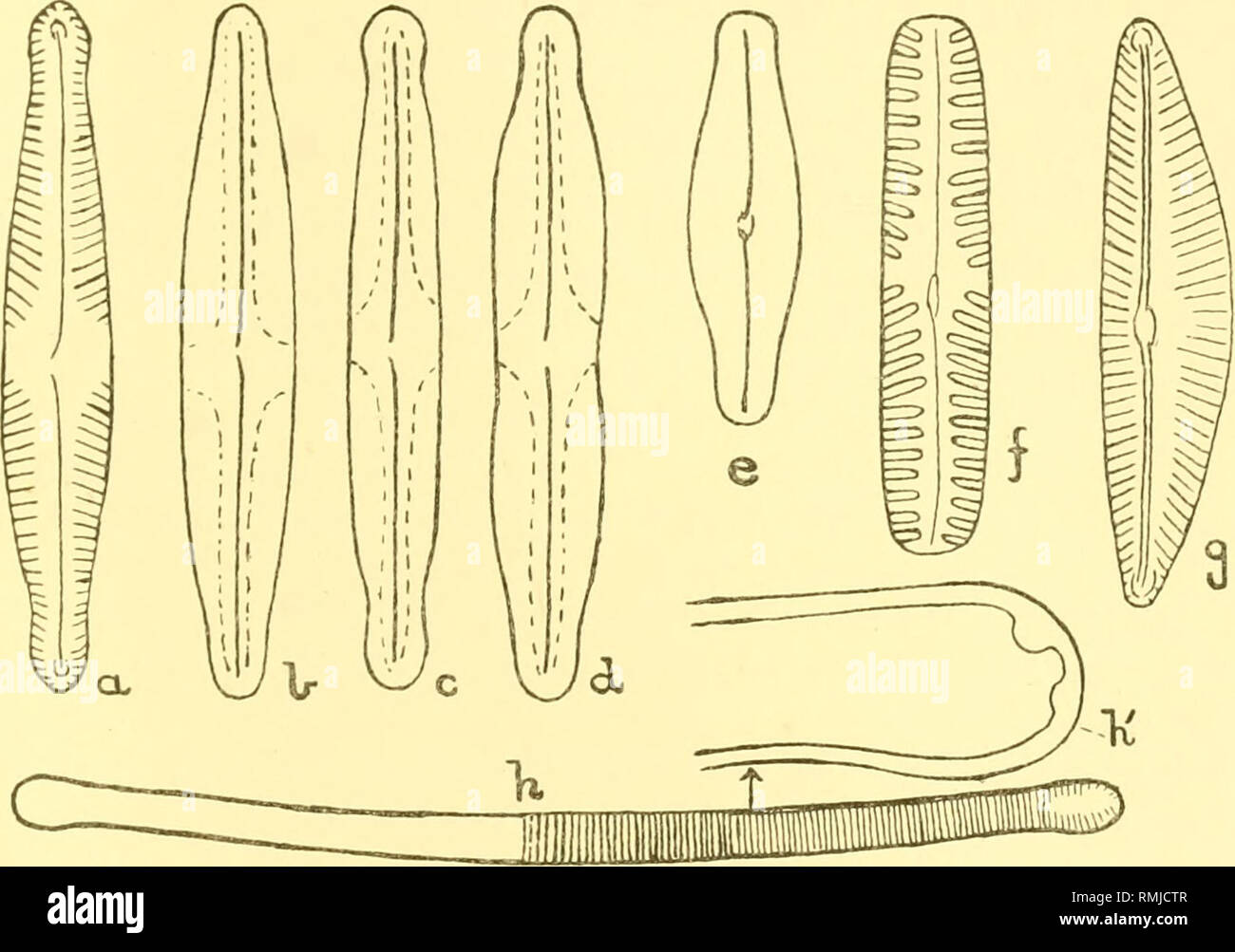 . Annalen der South African Museum. Annale van sterben Suid-Afrikaanse Museum. Natural History. Die "Süßwasser Algen von Afrika. 59] forma Bizeps unterscheidet sich von/'. interrupta ordnungsgemäßen in der Tatsache Thai die Schlieren sind nicht in der Mitte des Ventils unterbrochen. Nach diesen verschiedenen Behörden daher,/'. interrupta haben kann gerade oder leicht ret verwenden Seiten, können oder können möglicherweise nicht über die Schlieren in der Mitte des Ventils unterbrochen und kann offenbar auch variieren etwas in der Größe und Form des capitate endet. Vor kurzem, G. S. West (Algen Yan Yean Reservoir, Journ. Linn. Soc, Bo Stockfoto