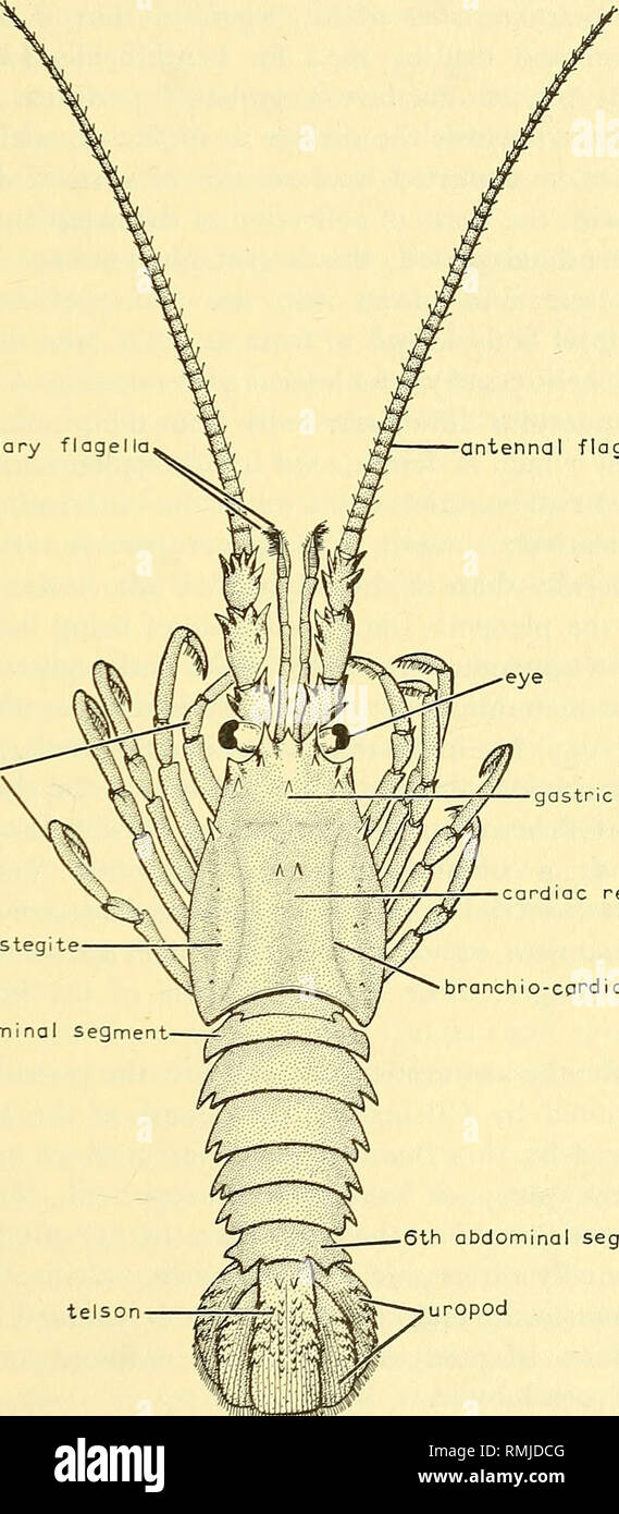 . Annalen der South African Museum = Annale van sterben Suid-Afrikaanse Museum. Natural History. Die ANATOMIE DES CAPE ROCK LOBSTER 217 und aufeinanderfolgenden ecdysis und Wachstum sind durch Verbessern - begleitet in den Bau der anterioren Anhängsel, das allmähliche Wachstum des vierten und fünften Paar pereiopods, und in späteren Phasen der Entwicklung des Abdomens. Gilchrist's (1916, 1918), dass nur die kleinsten Griescreme somas sind Oberfläche Wohnung und dass nach ein paar Tagen so wandern Sie an der Unterseite für einen unbekannten Zeitraum wird von Bonde & Amp; Marchand (1935). Stockfoto