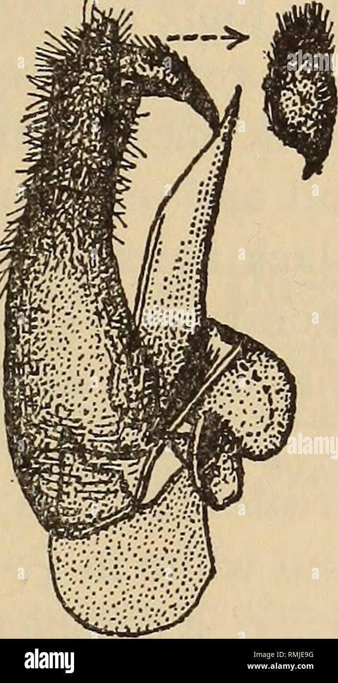 . Annalen der South African Museum = Annale van sterben Suid-Afrikaanse Museum. Natural History. REVISION DES BOMBYLIIDAE (DIPTERA) DES SÜDLICHEN AFRIKA 295 Mal auffällig und Band - wie; die auf venter überwiegend weißlich; jene an den Beinen grau bis weißlich, gräulich Erscheinen gelblich auf die Außenflächen der femora und auf TIBIAE. Flügel gläserne Glasigkeit, irisierend, mit der Basis, basalen Teil der rippenbögen Zelle bis Vene zu kreuzen und entlang der anterioren basalen Teil der ersten Basal Cell in &lt; $ 9 und Base, costal Zelle, basalen Teil der Rn Zelle und mehr oder weniger der basalen Hälfte des ersten Basal Cell in $ gelblich Stockfoto