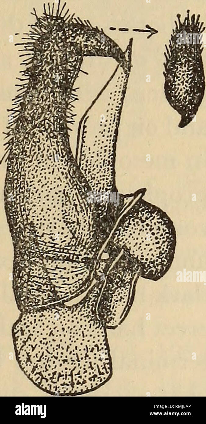 . Annalen der South African Museum = Annale van sterben Suid-Afrikaanse Museum. Natural History. REVISION DES BOMBYLIIDAE (DIPTERA) DES SÜDLICHEN AFRIKA 293 auf venter sericeous gelblich;, die an den Beinen erscheinen grau bis gelblich bis grau, glänzende weißlich oder Satin - wie auf den oberen Flächen der femora. Flügel gläserne Glasigkeit, irisierend, die extreme Base schwärzlich, der Basis, alula, Basis der rippenbögen Zelle bis zu Vene Kreuz, posterior auf "Falsch", um die Vene in rippenbögen Zelle und bis zu einem gewissen Grad entlang der anterioren basalen Teil der ersten Basal Cell deckend gelblich weißlich bis gelblich; Adern gelblich bräunlich bis dunkel Stockfoto