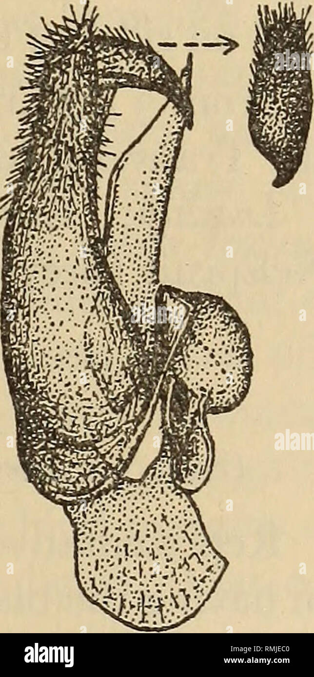 . Annalen der South African Museum = Annale van sterben Suid-Afrikaanse Museum. Natural History. REVISION DES BOMBYLIIDAE (DIPTERA) DES SÜDLICHEN AFRIKA 289 entwickelt, die an den Beinen normalerweise erscheinen dunkel schimmernde Graphit- oder gräulich bis grau-gelblich. Flügel gläserne Glasigkeit, irisierend, die extreme base Schwarz, der Basis, alula, Basis der rippenbögen Zelle bis Vene und der costal Zelle posterior auf "Falsch", um die Vene zu Kreuz in £ und darüber hinaus auch den Anterioren basalen Teil der ersten Basal Cell in $ deckend gelblich weißlich bis gelblich; Adern gelblich bräunlich bis dunkelbraune, die falsche Ader in c Stockfoto