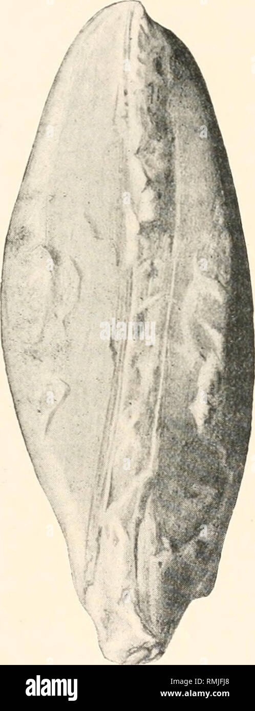 . Annalen der South African Museum. Annale van sterben Suid-Afrikaanse Museum. Natural History. Abb. 5. - Perna, sp. Interne Besetzung. Das linke Ventil und anteriore Ansicht beider Ventile. Die hintere Kopfeinheit und das ventrale Margen sind unvollkommen, x|. Das größte Exemplar hat eine Höhe von ca. 150 mm. und das Scharnier ist ca. 85 mm lang. Ein Beispiel zeigt die Besetzung des Ligament und Grooves. Diese Art ähnelt S. valida (Stoliczka)* von Ariyalur Gruppe (Senonian) des südlichen Indien, * Cret. Fauna S. Indien, Vol. III (1871), S. 409, Pi. xxii., Abb. 1. 2. Bitte beachten Sie, dass diese Bilder extrahieren Stockfoto