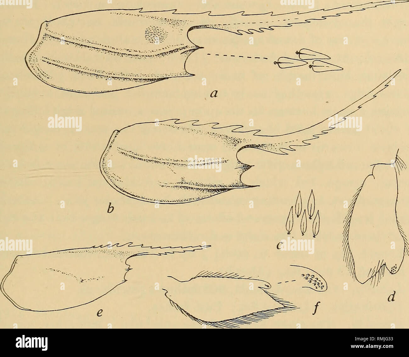 . Annalen der South African Museum = Annale van sterben Suid-Afrikaanse Museum. Natural History. Beschreibender Katalog der Südafrikanischen dekapoden Crustaceen. 683 (wie in den Proben der de Man) Segment 3 leicht gibbose. Telson 1 J-2 mal Länge des 6. Segment, mit 4 Paar dorso-Seitliche spinules. Seitliche Prozess der Ameise. 1 Ausweitung des 2. Gemeinsamen peduncular zu beenden. Antennal Skala die halbe Länge des Panzers. 2 Paar Beine sehr ungleichen, links viel länger als mit der rechten. 5 Bein kürzer als 3. oder 4.; dactyls. Abb. 127,- Heterocarpus dorsalis Bate, a, Panzers, tomentum nur teilweise angezeigt, mit einigen der t Stockfoto
