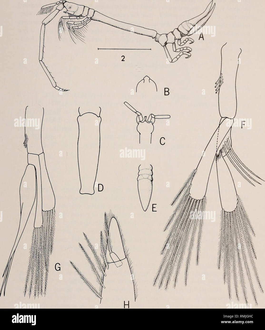 . Annalen der South African Museum = Annale van sterben Suid-Afrikaanse Museum. Natural History. Das SOUTH AFRICAN MUSEUM MEIRING NAUDE KREUZFAHRTEN 229. Abb. 7. Eminentia Astacilla sp. nov. A. Männlich, Seitenansicht. B. in der anterioren Rand des Kopfes. C. Pereonite 4 männlich, ventrale Ansicht. D. Pereonite 4 Weibliche. E. Pleotelson, dorsalansicht. F. Pleopod 1 männlich. G. Pleopod 2 männlich. H. Uropodal Rami. Maßstab = 2 mm.. Bitte beachten Sie, dass diese Bilder aus gescannten Seite Bilder, die digital für die Lesbarkeit verbessert haben mögen - Färbung und Aussehen dieser Abbildungen können nicht genau mit dem o ähneln extrahiert werden Stockfoto