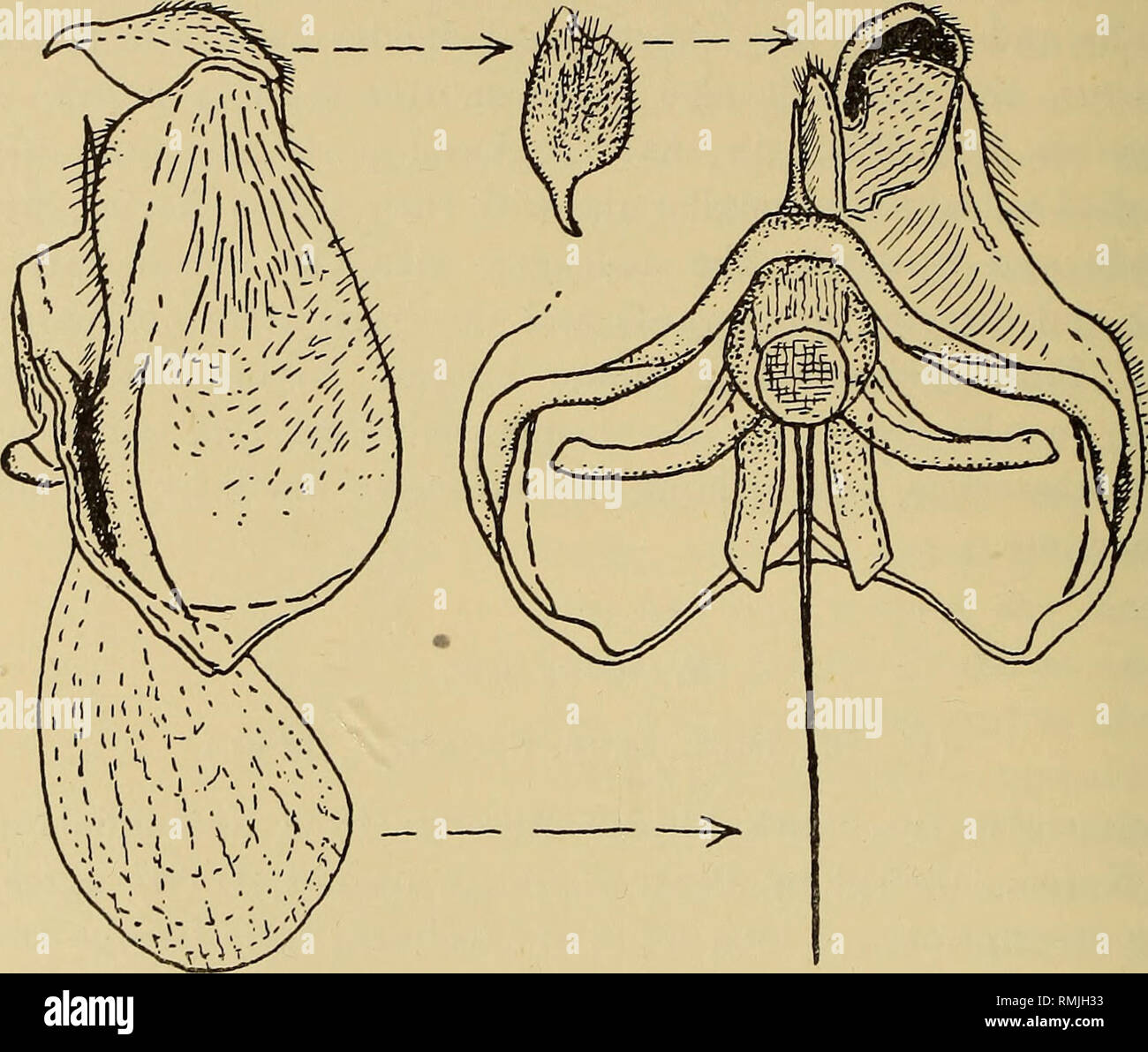 . Annalen der South African Museum = Annale van sterben Suid-Afrikaanse Museum. Natural History. 236 Annalen der South African Museum. Und kürzer, nur sehr geringfügig länger als zweiten hinteren Zelle. Hypopygium (Text-Bild. 55) Mit dem beaked apikalen Gelenke oben gedrückt, aber nicht Rundweg, der apices foveate nach unten gebogen und leicht nach außen, akute; aedeagus mit den schmalen apikalen Teil erreicht nicht die innere apikale Prozesse, die basale Rim, kontinuierliche mit Rami. Text-Bild. 55.-Seite ansehen und Teil der ventralen Blick auf hypopygium von $ Bombylius hirtus Lw. Nicht sehr prominent posterioren aedeaga Stockfoto