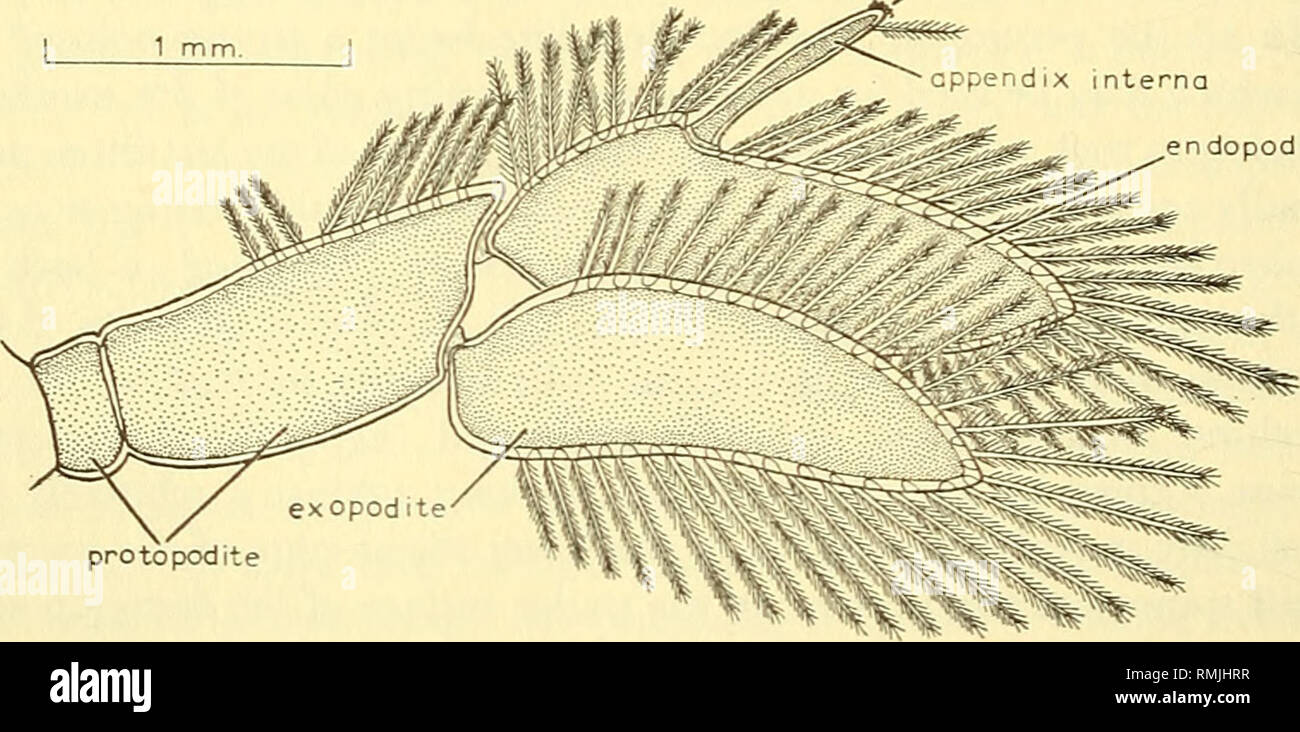 . Annalen der South African Museum = Annale van sterben Suid-Afrikaanse Museum. Natural History. 34 ANNALEN DER SOUTH AFRICAN MUSEUM zu gestalten und die Eier sauber und das leere Ei-Kapseln aus der ovigerous seten Der pleopoden zu entfernen. Diese Ereignisse berichtet wurden, von Gilchrist (1913 (3), von Bonde & Amp; Marchand (1935), Feldspieler (1964 ^) und Grua (1964), und auch die in Gefangenschaft, die in der vorliegenden Studie beobachtet. Eine podobranch epipodite und eine begleitende, ähnlich denen, die der Dritten maxilliped, werden in den Prozess der setiferous coxopodite aller angeschlossenen außer der letzten Stockfoto