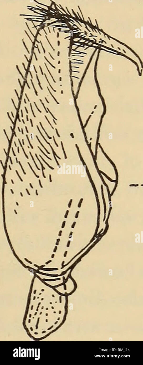 . Annalen der South African Museum = Annale van sterben Suid-Afrikaanse Museum. Natural History. Eine Revision der Bombyliidae (Diptera) des Südlichen Afrika. 205 irisierenden, mit der basalen zwei Drittel in $ sehr zart und schwach gelblich getönt, die Basis und rippenbögen Zelle in beiden Geschlechtern subopaquely gelblich Weißlich, mit der basalen Kamm sehr schwach entwickelt und weißlich, die Adern gelblich bräunlich in der Apikalen Hälfte aber blass gelblich in basalen Hälfte einschließlich rippenbögen Venen, mit dem discal Kreuz Vene nur Jenseits, oder ein wenig darüber hinaus, Mitte der scheibenförmigen Zelle, mit der squamae subopaquely Blass ochreou Stockfoto