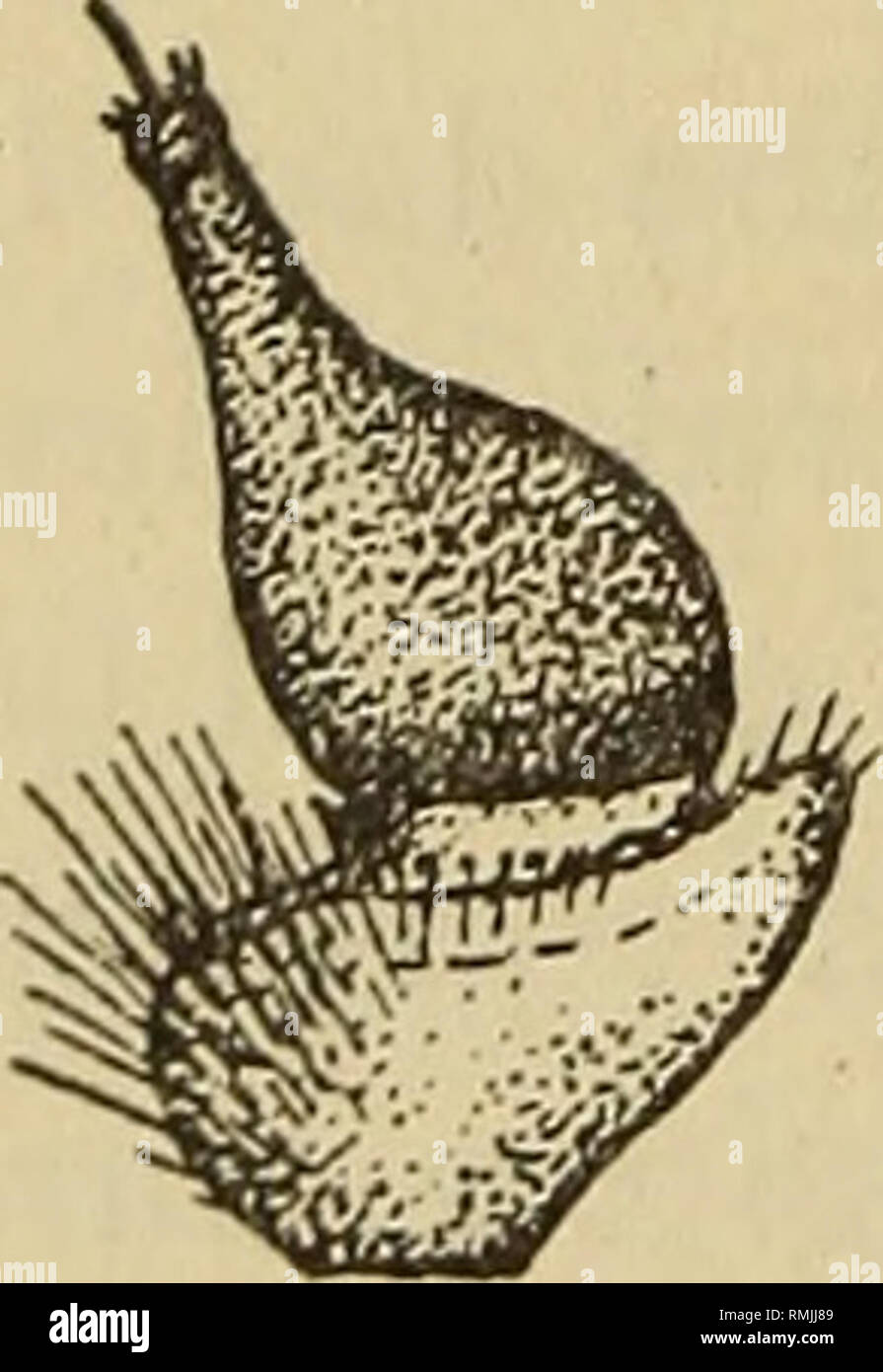 . Annalen der South African Museum = Annale van sterben Suid-Afrikaanse Museum. Natural History. 120 ANNALEN DER SOUTH AFRICAN MUSEUM Gericht Braun im Gegensatz zu den mehr ochreous gelblich, die auf die Erholung des Abdomens oben; feine Skalierung auf venter ein wenig oder kaum heller als oben; sparse Skalierung am unteren und oberen Teil des mesopleuron sternopleuron Stumpf gelblich weißlich;, die an den Beinen der blassen Stumpf gelblich bis gelblich weiß; pruines - wie auf pleurae und in gewissem Umfang auch auf venter grau bis gelblich oder bläulich grau. Flügel gläserne Glasigkeit, irisierend, der Basis, costal Zelle und Bas Stockfoto