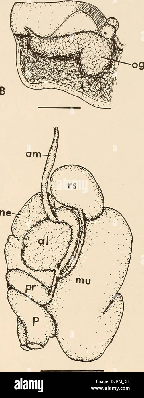 . Annalen der South African Museum = Annale van sterben Suid-Afrikaanse Museum. Natürliche Geschichte. Mir Abb. 2. Aeolidiella alba Bergh, 1928. A. ventrale Ansicht. Maßstab = 1,0 mm. B. in der Bukkalen Region. Maßstab = 1,0 mm. C. in der Backe. Maßstab = 0,5 mm. D. der Geschlechtsorgane. Maßstab = 0,5 mm. Färbung der Tiere (Abb. 1. A) sind Lichtdurchlässig Weiß bedeckt mit Deckweiß auf der notum, Kopf, Mund Tentakeln und cerata. Die rhinophoren und ihre Grundlagen sind durchscheinend orange. An der Unterseite jedes ceras ist ein dunkles Braun Drüsengewebe. Verdauungssystem ein Paar große mündliche Drüsen (Abb. 2 B), bestehend aus großen Blasen Stockfoto