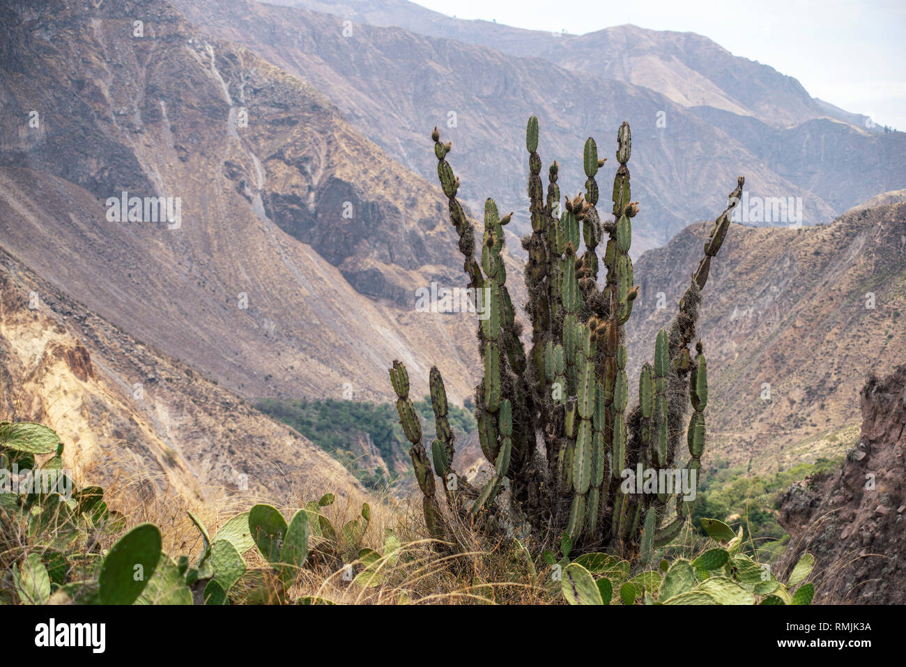 Große Kaktus Pflanze in trockenen Berge in Peru Stockfoto