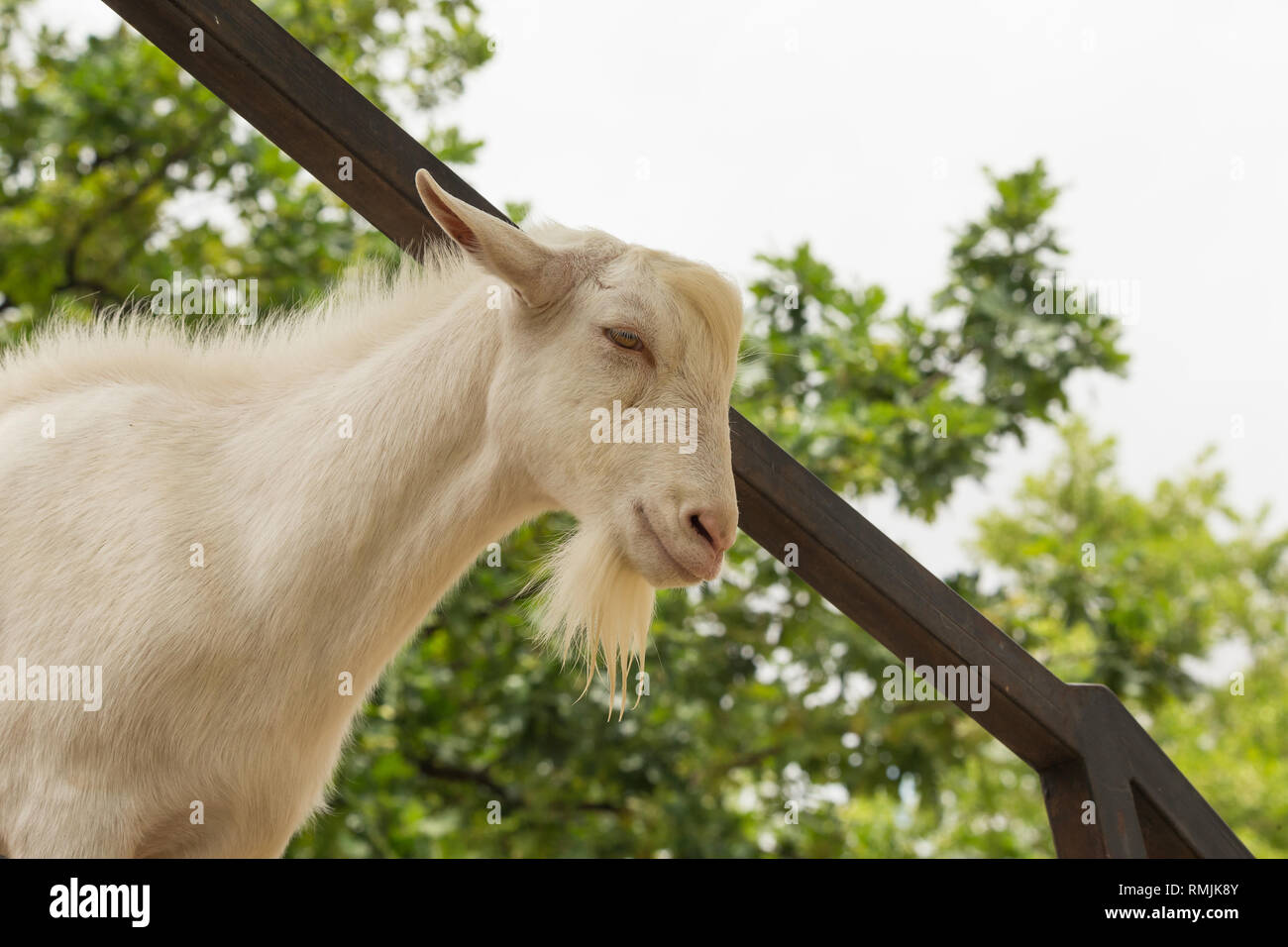 Billy Goat weißen männlichen Erwachsenen den Blick von der Brücke am Fairview Weingut in Paarl, Cape Town, Südafrika gesehen Stockfoto