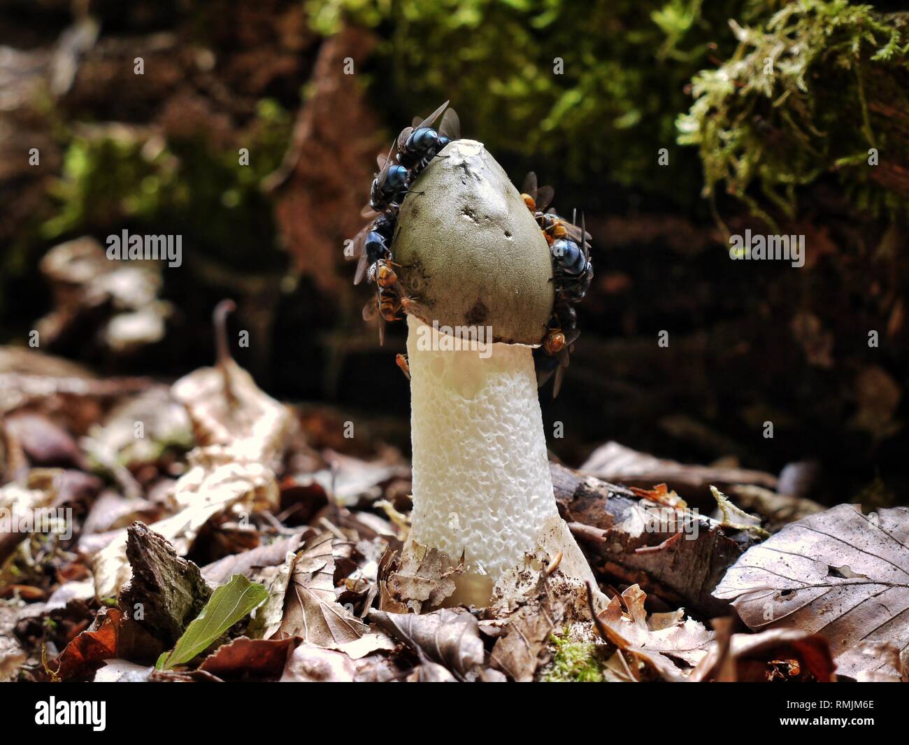 Eine Schar von Fliegen ernähren sich von der Sporenmasse eines Stinkhornpilzes, Phallus impudicus. Die Akten werden von dem starken Geruch angezogen. Stockfoto