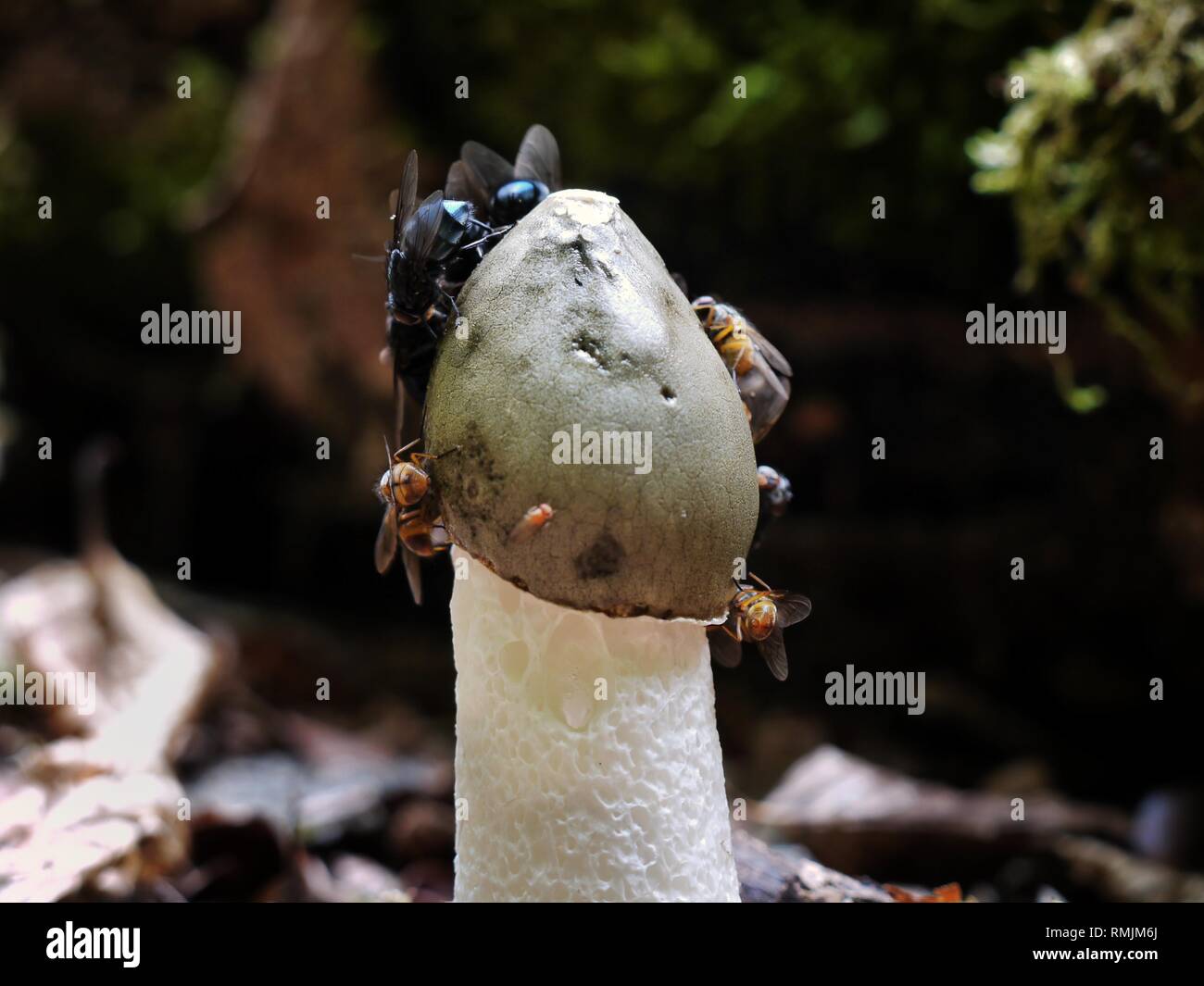 Eine Schar von Fliegen ernähren sich von der Sporenmasse eines Stinkhornpilzes, Phallus impudicus. Die Akten werden von dem starken Geruch angezogen. Stockfoto