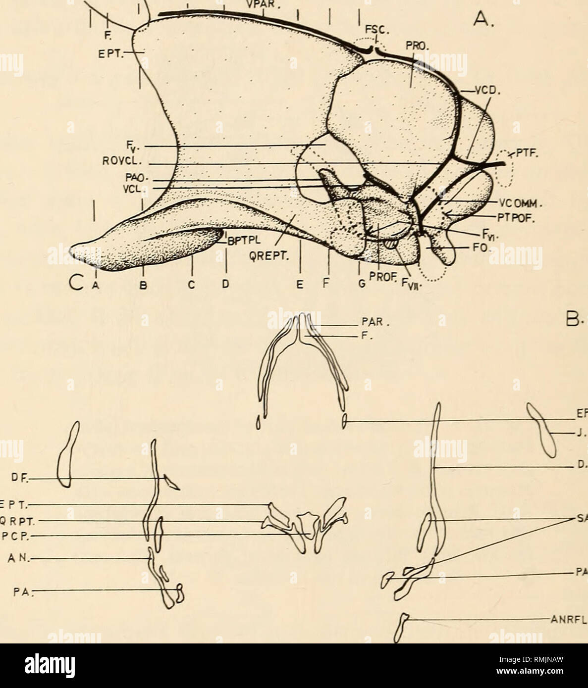 . Annalen der South African Museum = Annale van sterben SuidAfrikaanse