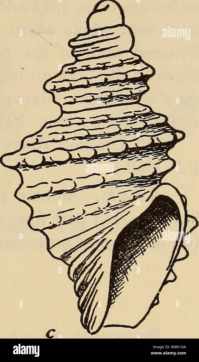 . Annalen der South African Museum = Annale van sterben Suid-Afrikaanse Museum. Natural History. Abb. 27. Ein. Mangilia translucens n. sp., und protoconch. b. M. phoxos n. sp. c. M. exstans n. sp. Mangilia translucens n. sp. Abb. 27 eine Blende ein wenig länger als Spitze. Protoconch 3 Umgänge, alt. 0-5 Diam., 0-75 mm, glatt, glänzend. Postnatale umgänge 3, Profil konvex mit unterschiedlichen, aber abgerundete Schulter. Axiale Rippen 12-13 auf jedem Wirtel, schmale, scharf, wenn frisch, die über Sulcus und über Basis; keine Spirale Skulptur mit Ausnahme lediglich hier und da Spuren von ein oder zwei Schlieren. 5 x 2-3 mm. Blass buff, s Stockfoto