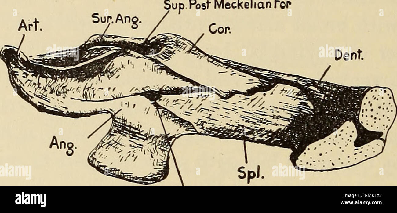 . Annalen der South African Museum = Annale van sterben Suid-Afrikaanse Museum. Natural History. 278 Annalen der South African Museum,. ventrale symphysal Höcker ist gut entwickelt; 15-16 Zähne erheblich überschneiden. Embrithosaurus schwarzi (PL XXXV). GEOUP C. (1) Bildet mit einem breiten, mittelständischen Arch; klein; prearticular splenial Teil der Symphyse stark mit splenial erheblich auf die externen symphysal Oberfläche ausgesetzt sind; 14. Nicht-Überlappung - ping Zähne; Arch U-förmige mit hinteren Teil von Rami divergierende. a. Eckig boss Knopf - wie; Symphyse mäßig hoch. Pareiasuchus peringuey Stockfoto