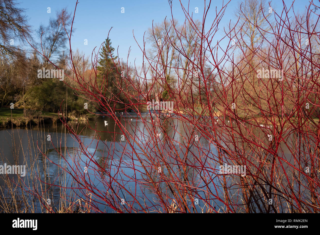 Cox's Pond, Universität Oxford Parks im Winter Stockfoto