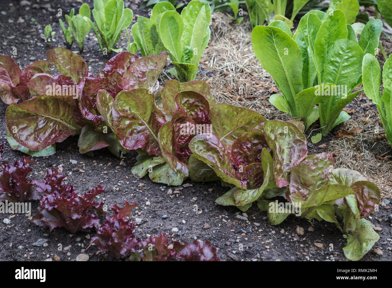 Drei Sorten von grüne und rote Kopfsalat (Cos/romaine Kopfsalat und looseleaf Typen) wachsen in einem Hinterhof Garten, teilweise mit Rasen rasenschnitt Laub bedeckten. Stockfoto
