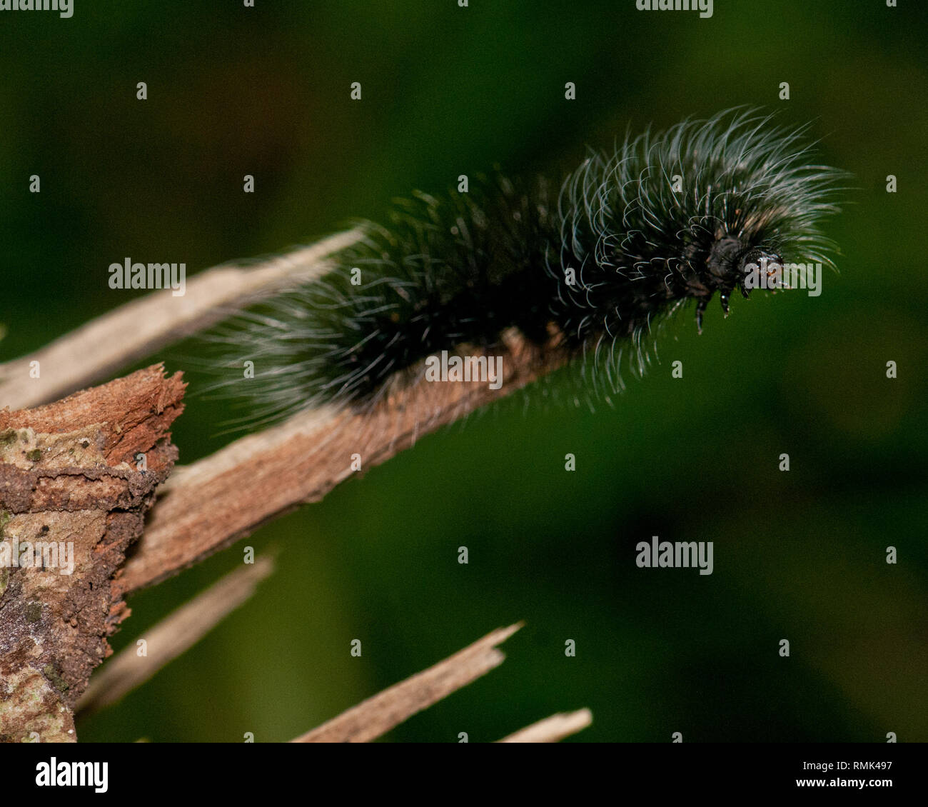 Haarige Raupe im Regenwald, Panama Stockfoto