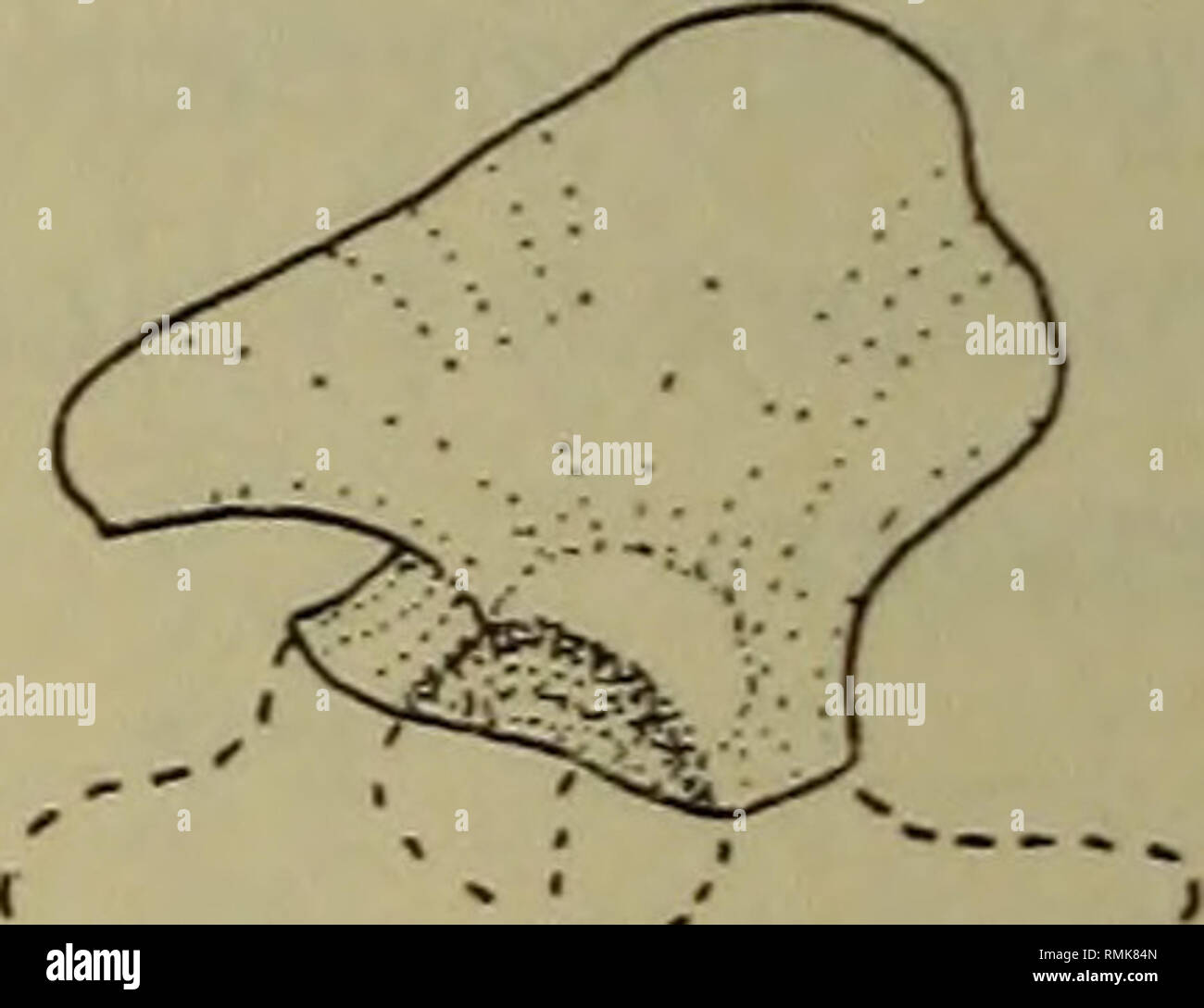 . Annalen der South African Museum. Annale van sterben SuidAfrikaanse