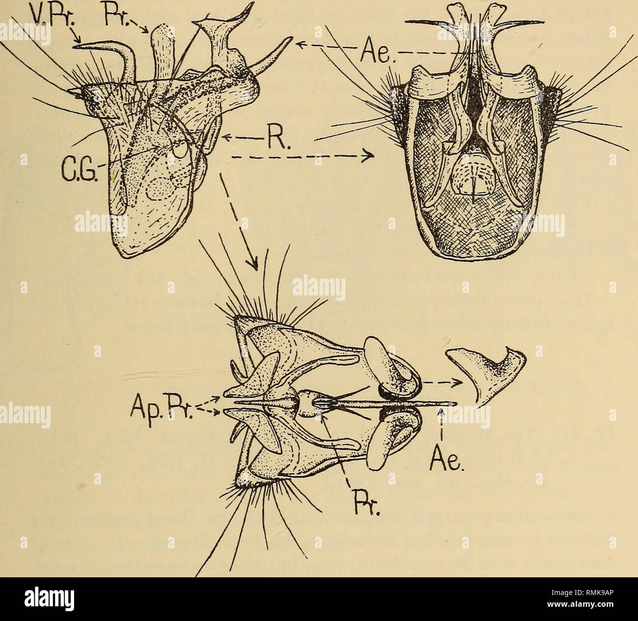 . Annalen der South African Museum = Annale van sterben Suid-Afrikaanse Museum. Natural History. Eine Revision der Bombyliidae (Diptera) des Südlichen Afrika. 951 sericeous gelblich, mit der feinen Skalierung oben sehr spärlich und nur auf Bauch und mit hellen Brassy schimmert erklärte, dass auf venter Dichter und mehr silbrig, die auf femora Stumpf weißlich, immer oben mehr gelblich; Flügel gläserne Glasigkeit, schillernde und ohne. Text-Bild. 293.- und ventrale (dorsal), und Unten, apikal Blick auf hypopygium von $ Amictogeron peringueyi n. sp. Sehr unterschiedliche milchig weißliche Färbung, mit den Venen dunkel Br Stockfoto