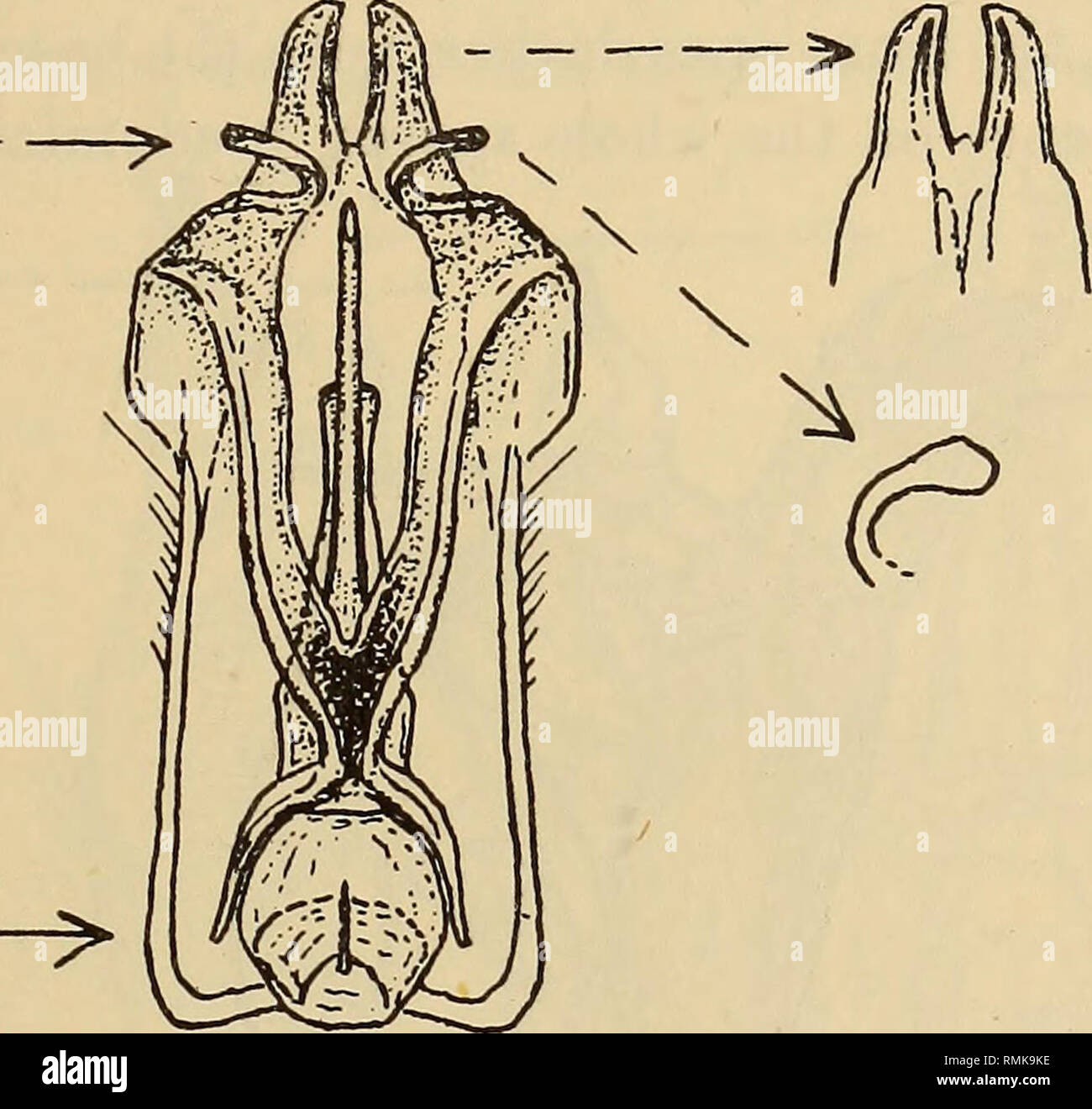 . Annalen der South African Museum = Annale van sterben Suid-Afrikaanse Museum. Natural History. Text-Bild. 282.- und ventrale (dorsal) Blick auf hypopygium &lt; J Amictogeron karooanus n. sp. auf Seiten des Kopfes hinter den Augen, vermischt, die an den Seiten des Thorax und oben, und alle, die auf coxa, pleurae und am Bauch weiß, nur wenige in Richtung Spitze der Bauch schwärzlich, mit den Haaren auf femora mehr bräunlich in bestimmten Lichter erscheinen, mit dem feinen Skalierung am Bauch oben Blass blechern, dichtere und mehr silbrig auf venter und Seiten, die an den Beinen auch weißlich; Flügel Glasigkeit, irisierend, mit dem vei Stockfoto