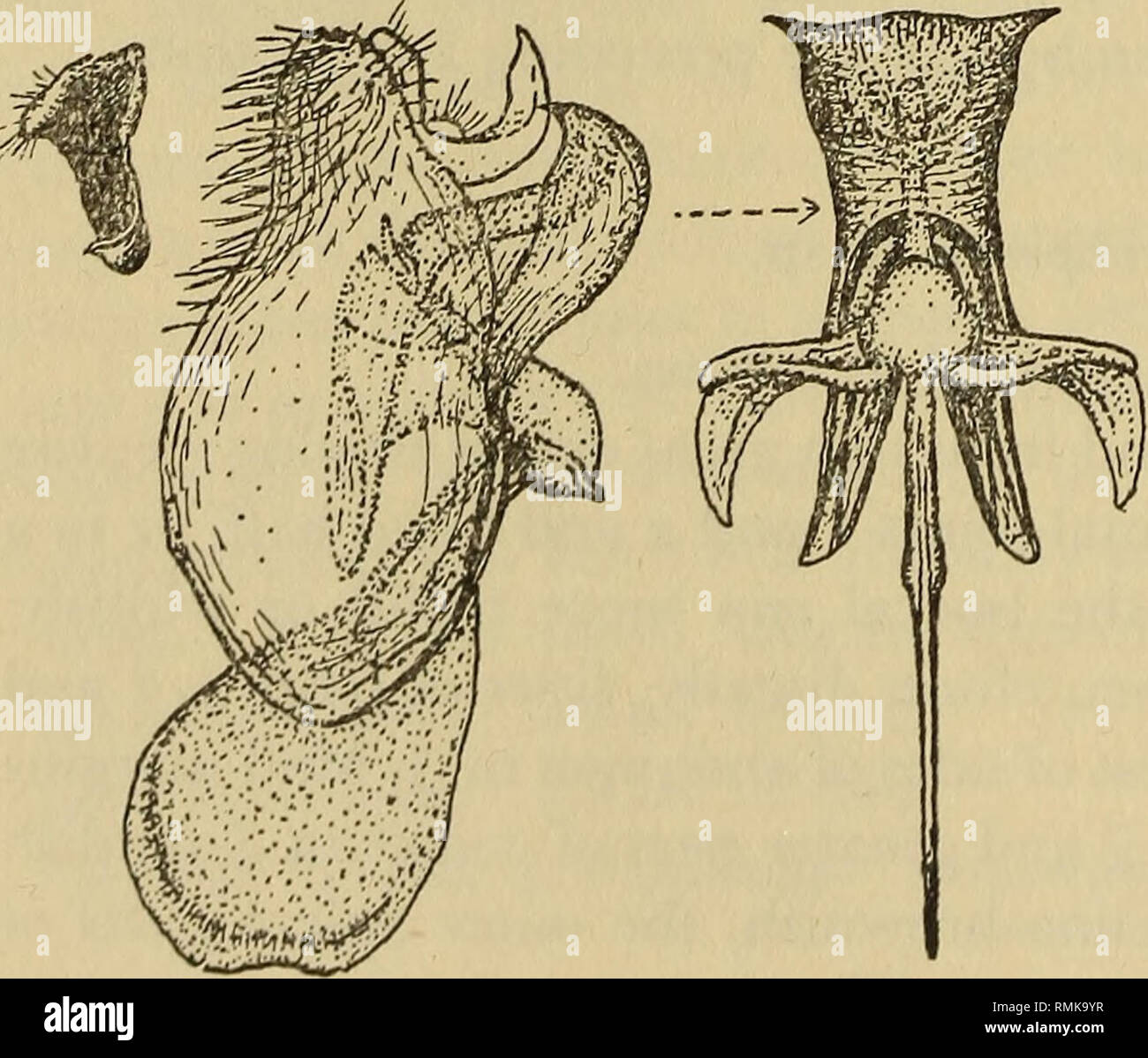 . Annalen der South African Museum = Annale van sterben Suid-Afrikaanse Museum. Natural History. 892 ANNALEN DER SOUTH AFRICAN MUSEUM Kragen über strohgelbe Farbe weisslich, der Rest der Haare an den Seiten und pleurae weißlich, die 3 oder 4 weit prealar Borsten, weit und postalar scutellar Borsten schwarz; fein, aber spärlich, Haare auf Disc dunkel; Skalierung auf Scheibe oben und auf scutellum vor allem dunklen, glänzenden gräulich, diejenigen, die an der Basis arbeiten und auf den Seiten mehr schillernde; Skalierung auf sternopleuron und Coxa weißliche Opalisierende zu Perlmutt; Abdomen mit den Haaren sehr reduziert und spärlich, die auf Seiten, PE Stockfoto