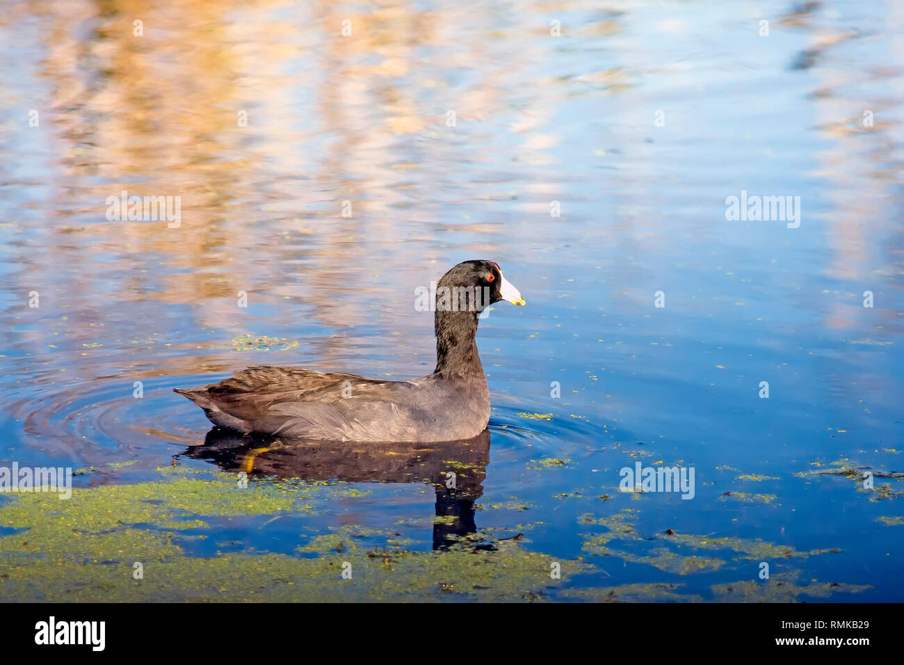 Amerikanische blässhuhn Paddeln am Lake Apopka North Shore birding Hotspot in der Nähe von Orlando, Florida Stockfoto