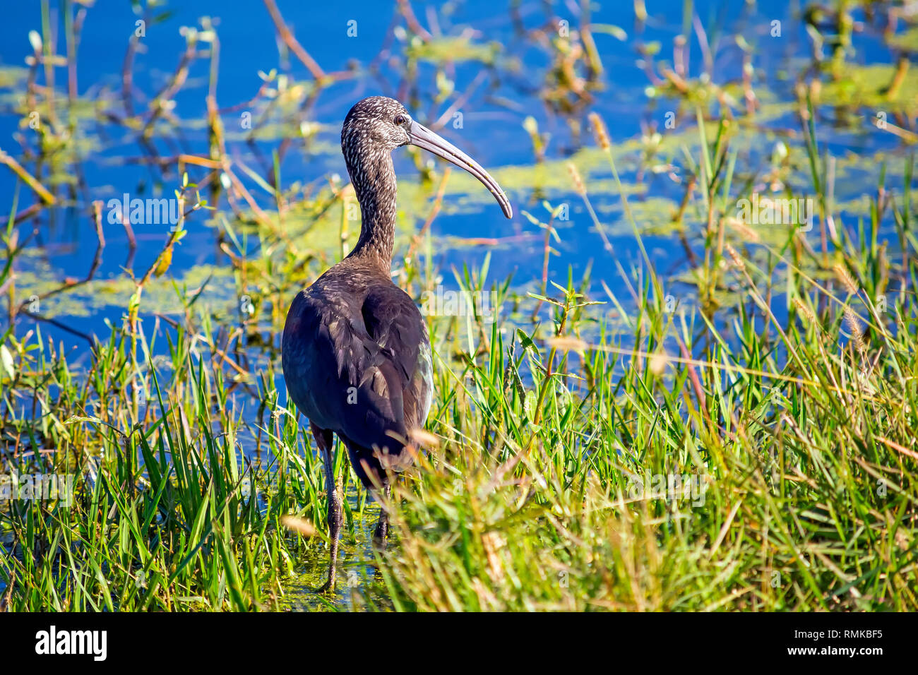 Eine glänzende isbis am Lake Apopka North Shore in der Nähe von Orlando, Florida Stockfoto