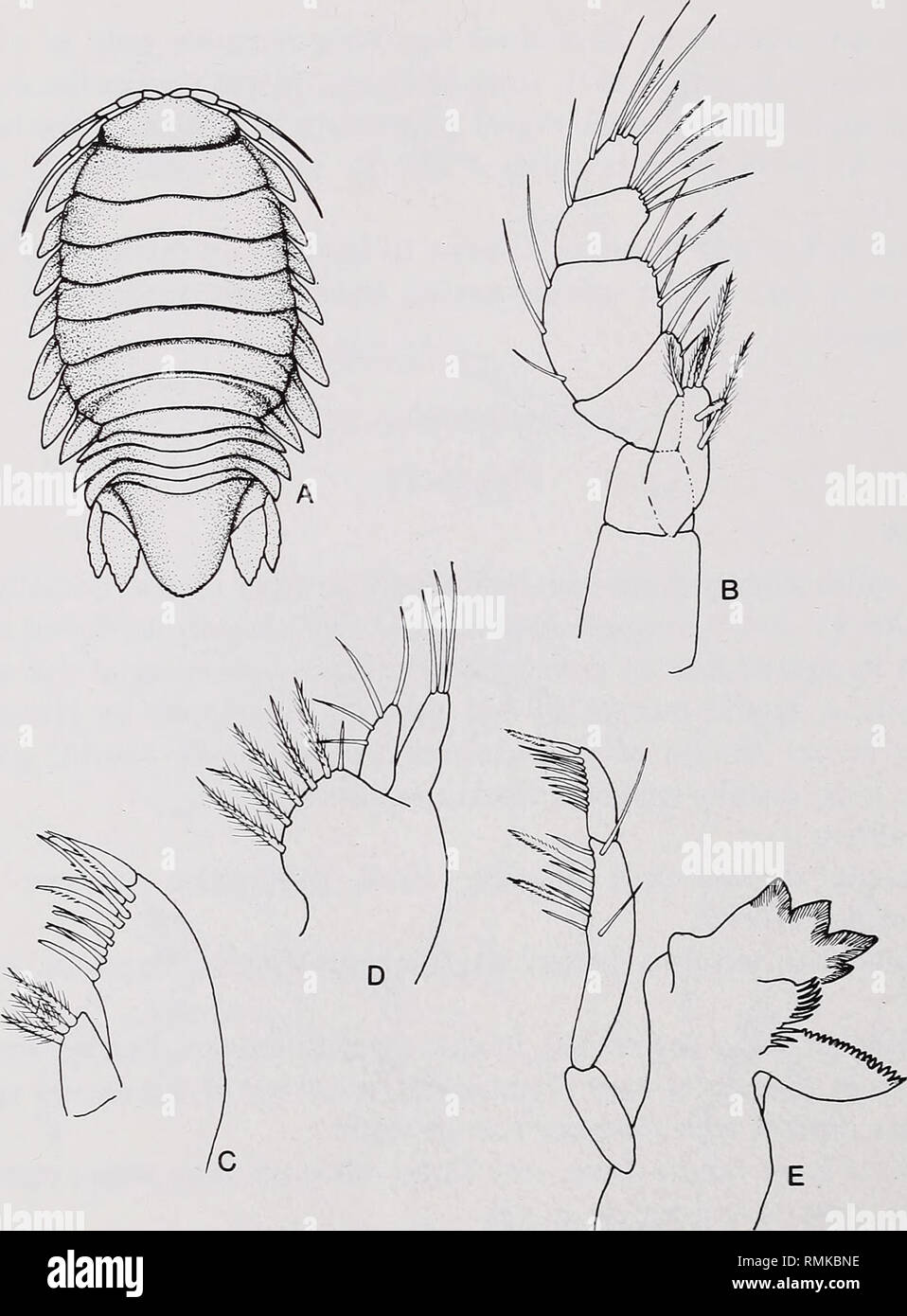 . Annalen der South African Museum. Annale van sterben Suid-Afrikaanse Museum. 142 ANNALEN DER SOUTH AFRICAN MUSEUM Maxillipedal endite kurz, mit einer Kupplung Haken und vier plumose Setae; palp 5 - segmentiert, mittlere Segment breiteste und längste. Pereiopod ich kürzer als nach pereiopods, carpus kurz und dreieckig, ventralen Margen Der propodus, carpus und merus Lager Paar sensorische Stacheln. Pereiopod VII mit Ripp Stacheln auf der ventralen und distalen Ränder von Segmenten. Digitiform penial Prozesse. Pleopod 2 männliche mit mandrin am inneren Ramus länger als Rami, apically mit schlanken Wirbelsäule und Subter Stockfoto