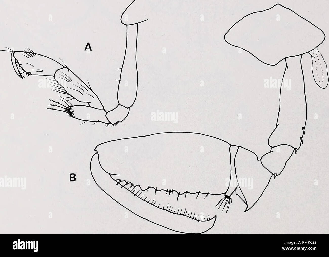 . Annalen der South African Museum. Annale van sterben Suid-Afrikaanse Museum. 122 ANNALEN DER SOUTH AFRICAN MUSEUM Pleon Segmente 1, 2, 4 und 5 jedes Lager eine einzige medio-dorsalen Zahn, pleonal epimera Quadratische postero-distal; Rami von uropods 1 und 2 gleich stark dorsal und apically spinose; uropod 3 erheblich kürzer als 1 und 2, die äußere Ramus mit einem kleinen Artikel 2, innere Ramus etwa die Hälfte der Größe des Äußeren und eng appressed auf seine medio-ventrale Oberfläche; telson kurz, Spalt, jeder Lappen, die mit einem grossen terminal Wirbelsäule und drei kleine Härchen. Holotyp SAM-A 13658, ovigerous Weiblich, 4 mm, Stockfoto
