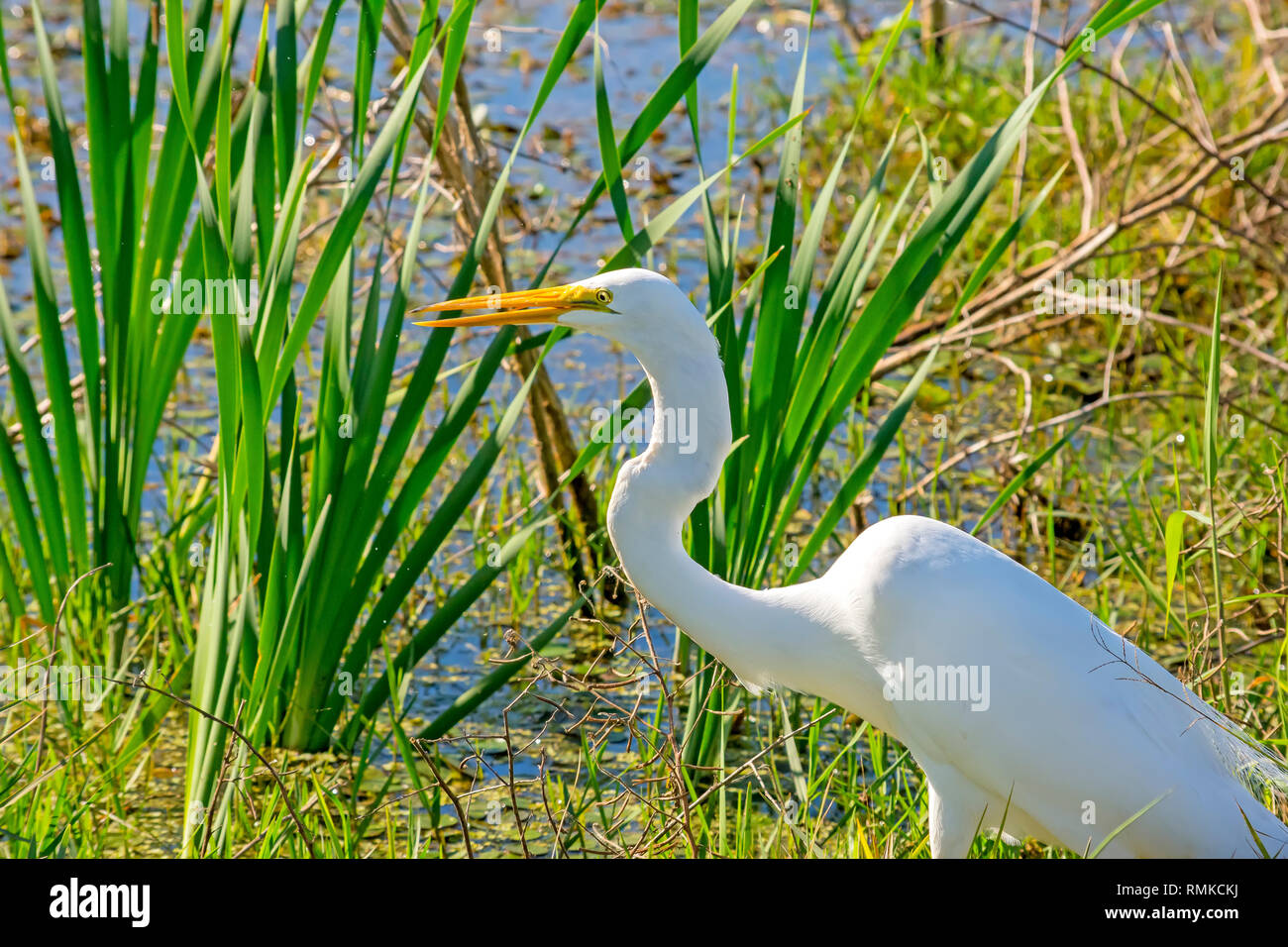 Silberreiher Stiele der Küstenlinie am Lake Apopka North Shore birding Hotspot in der Nähe von Orlando Flordia. Stockfoto