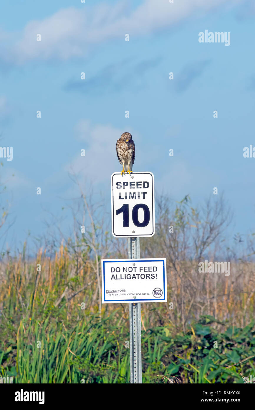 Red-tailed auf Zeichen Warnung 'Do Die alligatoren nicht füttern gehockt!" auf See Apopka North Shore Wildlife Drive in der Nähe von Orlando, Florida Stockfoto