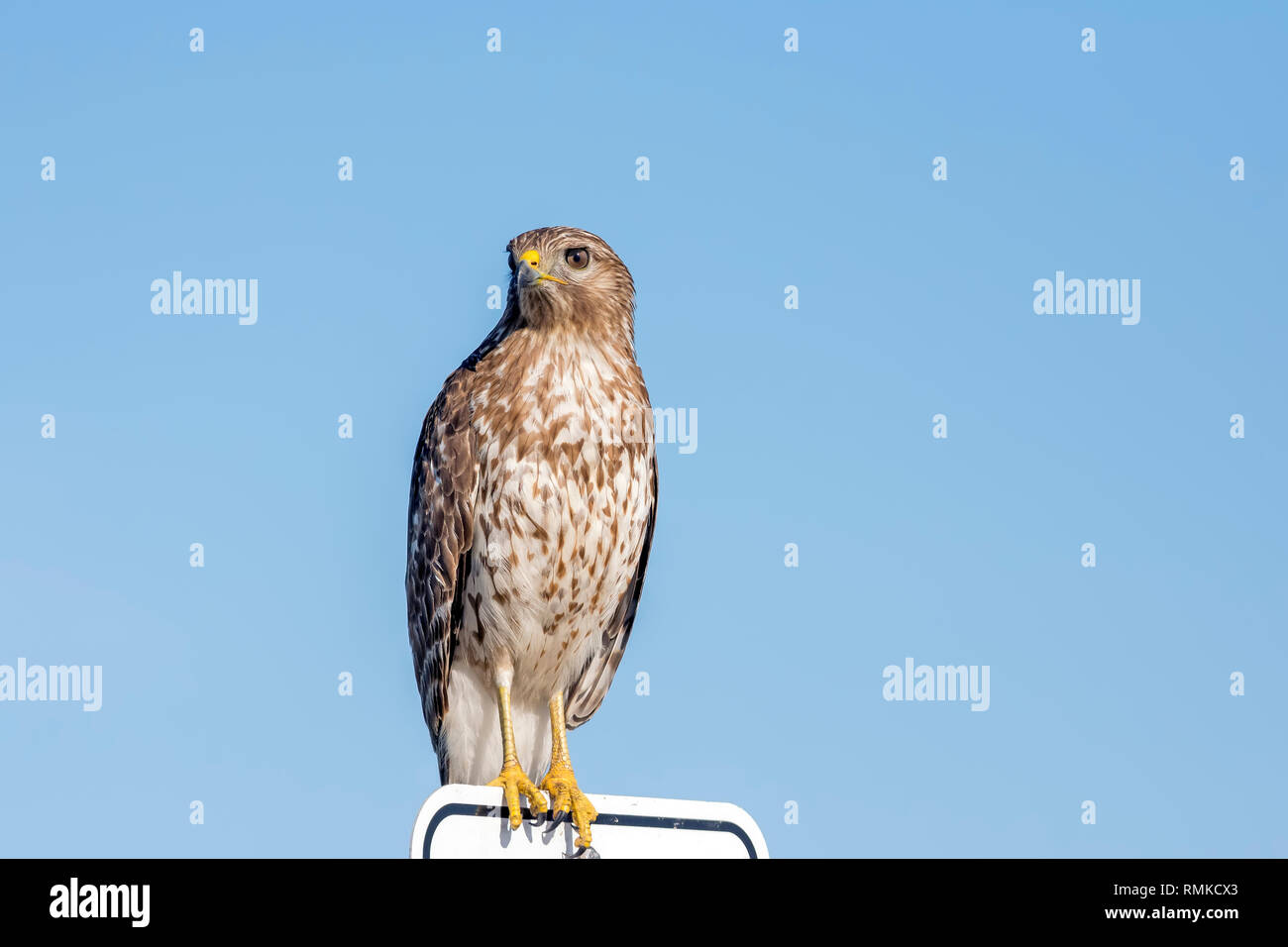 Red-tailed Hawk portrait closeup Detail Vogel thront auf Schild mit Himmel Hintergrund, Orlando, Florida Stockfoto