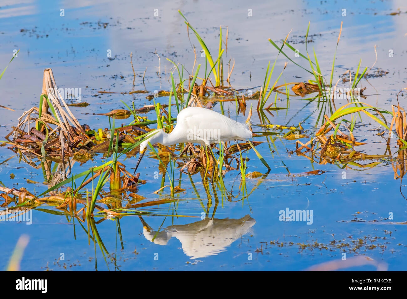 Snowy Egret Stiele für Fische in flachen Feuchtgebieten des Lake Apopka North Shore Wildlife Drive in der Nähe von Orlando, Florida. Stockfoto