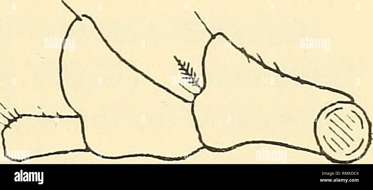 . Annalen der South African Museum = Annale van sterben Suid-Afrikaanse Museum. Natural History. Abb. 35. Artopoles capensis n. sp. a. dorsalansicht, b, c, d. frontal, ventral und seitlichem Blick auf epistome; in b-Buchsen von 1 st Antennen schattiert, e. Den inneren Blick auf Stiel links 1. Antenne, f. anteriore Ansicht des linken peraeopod 1o% mit biserrate Wirbelsäule weiter vergrößert, g. pleopod 2 6% mit Apex von mandrin weiter vergrößert. Penial Prozesse auf 7 sternite peraeon zusammenhängend. Mandrin auf pleopod 2 länger, als innere Ramus, eher Stout, Margen minutiös spinulose, Apex akut. Pleopod 3 äußere Ramus obsc Stockfoto