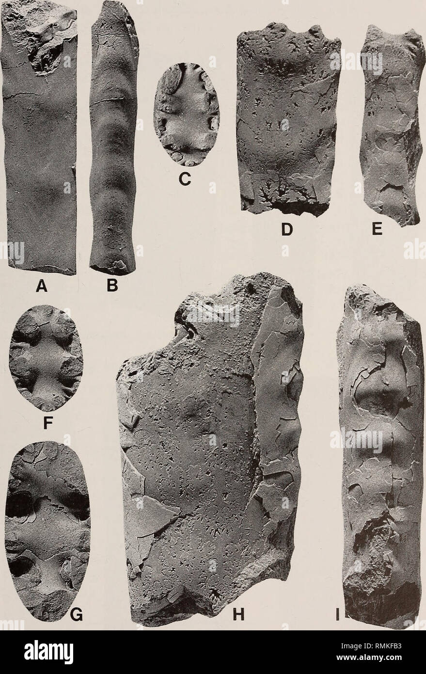 . Annalen der South African Museum = Annale van sterben Suid-Afrikaanse Museum. Natural History. Der AMMONITER FAMILIE BACULITIDAE 201. Abb. 151. Baculites rugosus Cobban, 1962 C. A-B. USNM 131121 h, paratype. C-E. USNM 13112 lg, paratype. F. USNM 131121 c, paratype. G. USNM 131121 b, para-Typ. H-I. 131120, USNM der holotypus. Alle vom Monument Hill Bentonitic Mitglied der Pierre Schiefer bei USGS mesozoischen Ort 23054 in Carter County im US-Bundesstaat Montana. Alle x1.. Bitte beachten Sie, dass diese Bilder aus gescannten Seite Bilder, die digital für die Lesbarkeit verbessert haben mögen - Färbung und appea extrahiert werden Stockfoto