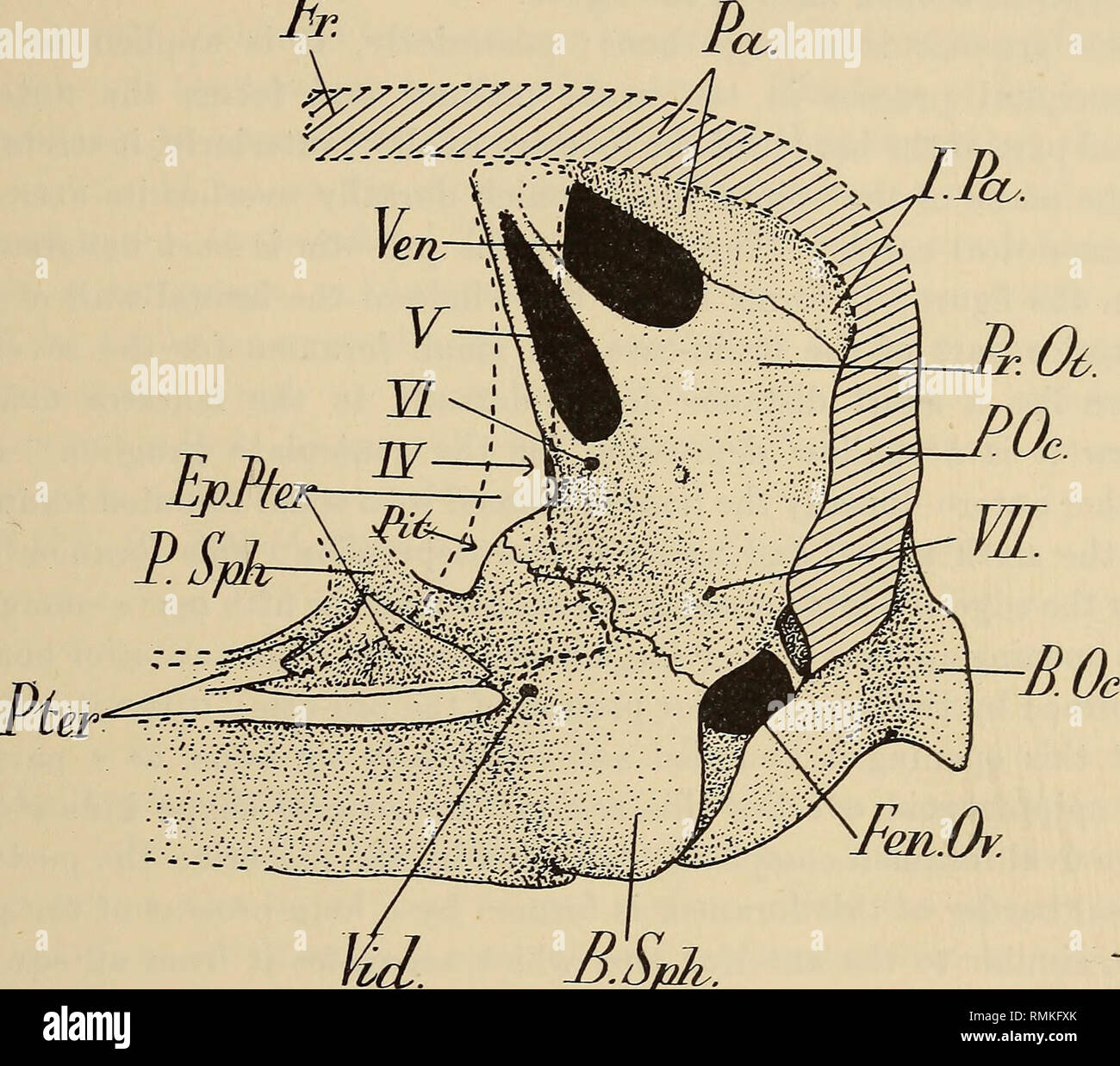 . Annalen der South African Museum = Annale van sterben Suid-Afrikaanse Museum. Natural History. Südafrikanische Gorgonopsia erhalten im British Museum. 195 seitliche Rand des Pituitary fossa. Aus dem tubera der Basi - Sphenoid erstreckt, in anteriorer Richtung, in Form einer vertikalen Blatt des Knochens, die seitlich der horizontalen basipterygoid Prozesse trägt; auf der ventralen Oberfläche dieses produziert die mediane Kiel; dorsal, es bildet den vorderen Rand der Pituitary fossa. Hier ist abgebrochen, aber im Leben, es scheinbar nach vorne gestreckt und nach oben Als median Septum. In Arctognat Stockfoto