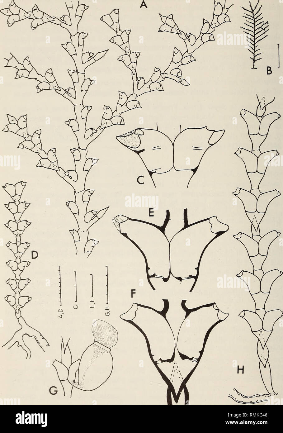 . Annalen der South African Museum = Annale van sterben Suid-Afrikaanse Museum. Natural History. 308 ANNALEN DER SOUTH AFRICAN MUSEUM. Abb. 99. Sertularia Napi. A, gefiedert Stammzellen, die Ursprünge des hydrocladia und eine rebranching hydrocladium; B, gefiedert Stammzellen; C, hydrothecae; D, einfache stammen. Sertularia Distans. E und F, hydrothecae von mittleren und unteren Teile von Stammzellen bzw. F mit Scharnier; G, gonotheca; H, Stammzellen. Maßstab: B in cm, der Rest in mm/10.. Bitte beachten Sie, dass diese Bilder aus gescannten Seite Bilder, die digital für die Lesbarkeit erhöht worden sein können extrahiert werden - coloratio Stockfoto