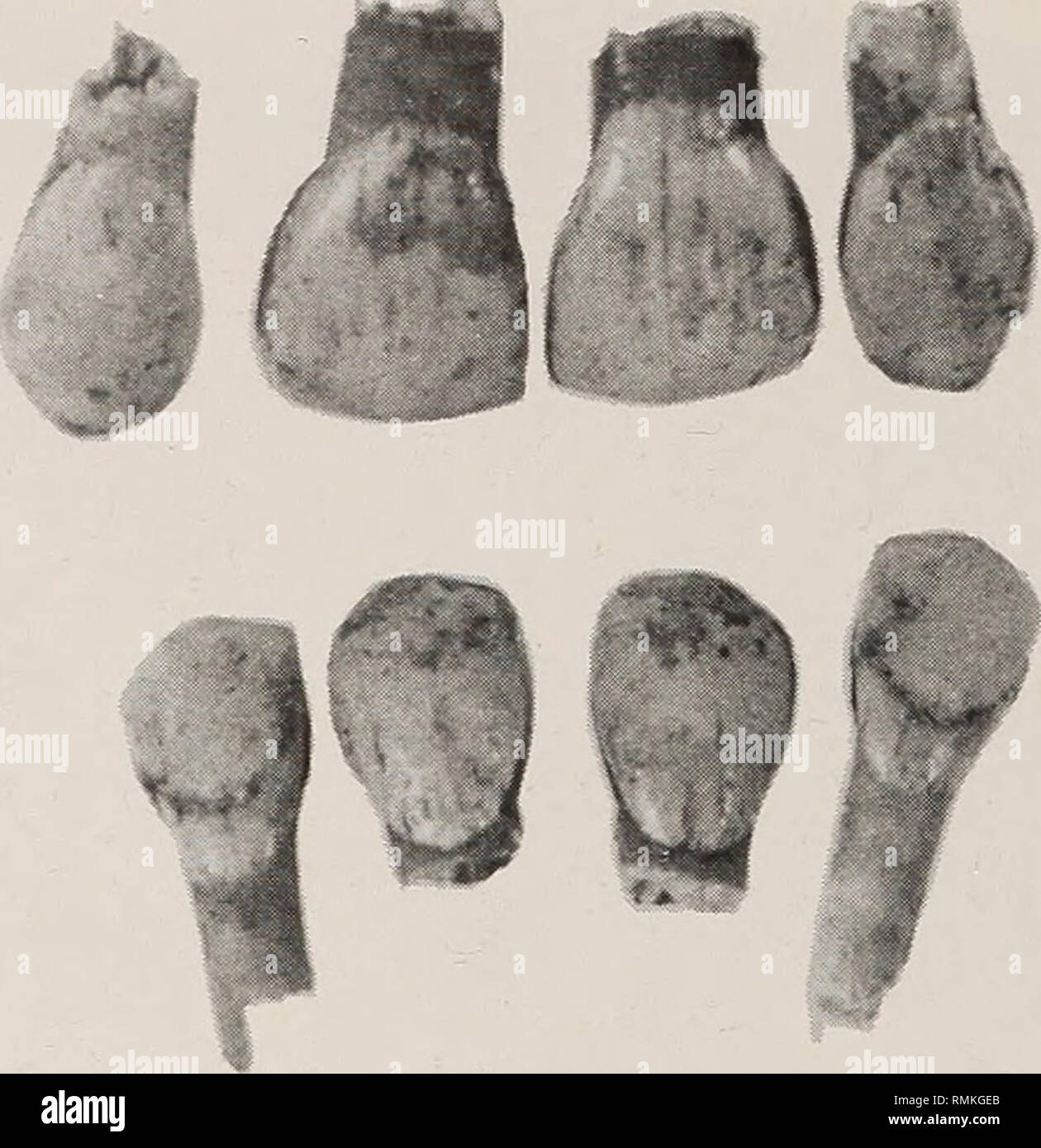. Annalen der South African Museum = Annale van sterben Suid-Afrikaanse Museum. Natural History. 220 ANNALEN DER SOUTH AFRICAN MUSEUM. J2cm Abb. 12. BNK 1. Beerdigung, AP 6053. Frontzähne, groß zu illustrieren. platyrrhine (100 NB/NH 57,5%), am Gaumen brachystaphyline (100 G' 2 IG 98,1%), und das Foramen magnum Alle aber Runde (100 fmb/Fml 93,8%). Der Mandibulären ramus niedrig und breit, das Mastoid Prozess klein und die digastric Fossa flach und ausgesetzt in Norma lateralis. All diese Merkmale der Buschmänner (San) Schädel charakterisieren. Beerdigung 4, AP 6052 (Abb. 23-25). Die Reste sind die eines i Stockfoto