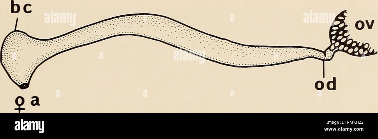. Annalen der South African Museum = Annale van sterben Suid-Afrikaanse Museum. Natural History. Endemische SÜDAFRIKANISCHEN CYPRAEIDAE 103. Abb. 31. Cypraea Shikama iutsui (1974). Unreifen weiblichen Fortpflanzungssystems. Biologische Beobachtungen Ökologie Die Mehrheit der bekannten Arten der kaurischnecken sind im flachen tropischen Meeren gefunden. Nur wenige Arten sind aus gemäßigten Gewässern bekannt. Cypraea spadicea aus kalten Gewässern des zentralen und südlichen Kalifornien bekannt. Nur im südlichen Australien und Südafrika gibt es große Faunen der gemäßigten Endemiten, bestehend aus mehr als zehn Arten. Elf der endemischen Stockfoto